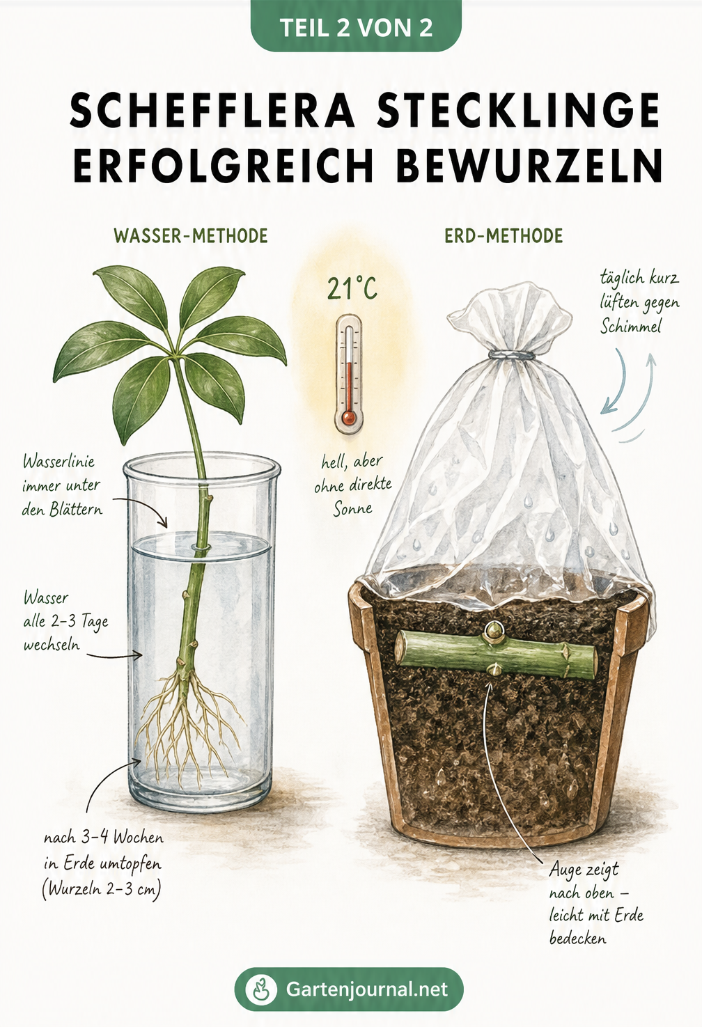 Gegenüberstellung der Bewurzelung von Schefflera-Stecklingen im Wasserglas und in der Erde.