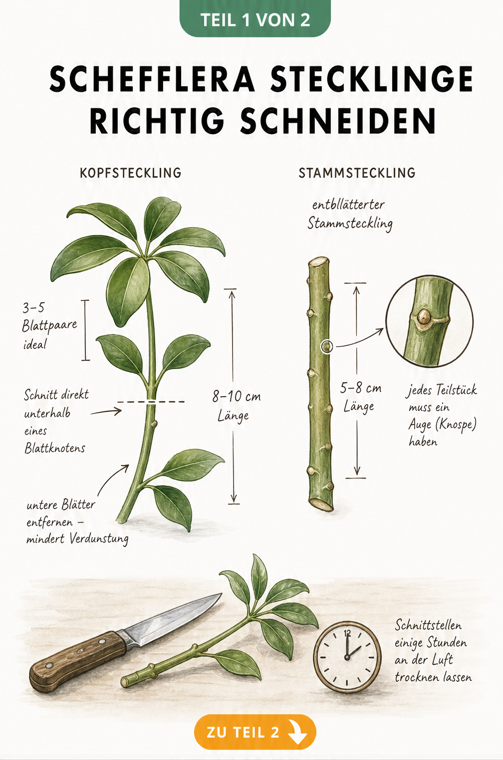 Illustration eines Schefflera-Muttertriebs, der die Schnittstellen für Kopf- und Stammstecklinge zeigt.