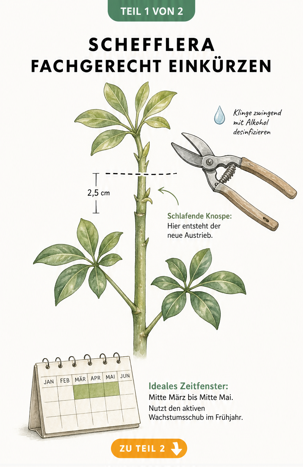 Botanische Illustration eines Schefflera-Triebes mit Schnittlinie, Maßangabe und Gartenschere