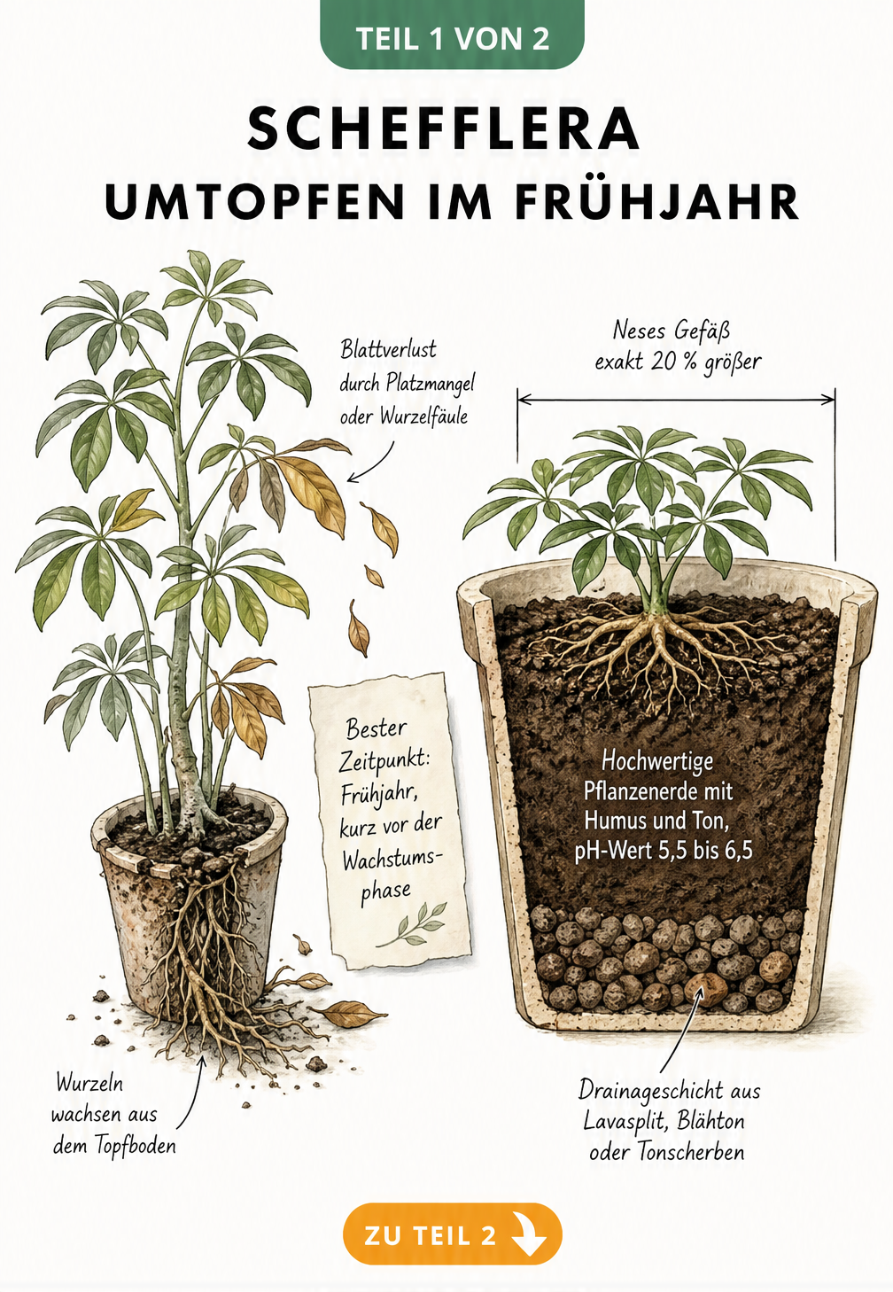 Illustration einer Schefflera im zu kleinen Topf mit Wurzeln am Boden und Querschnitt eines neuen Topfes mit Drainageschicht und Erde