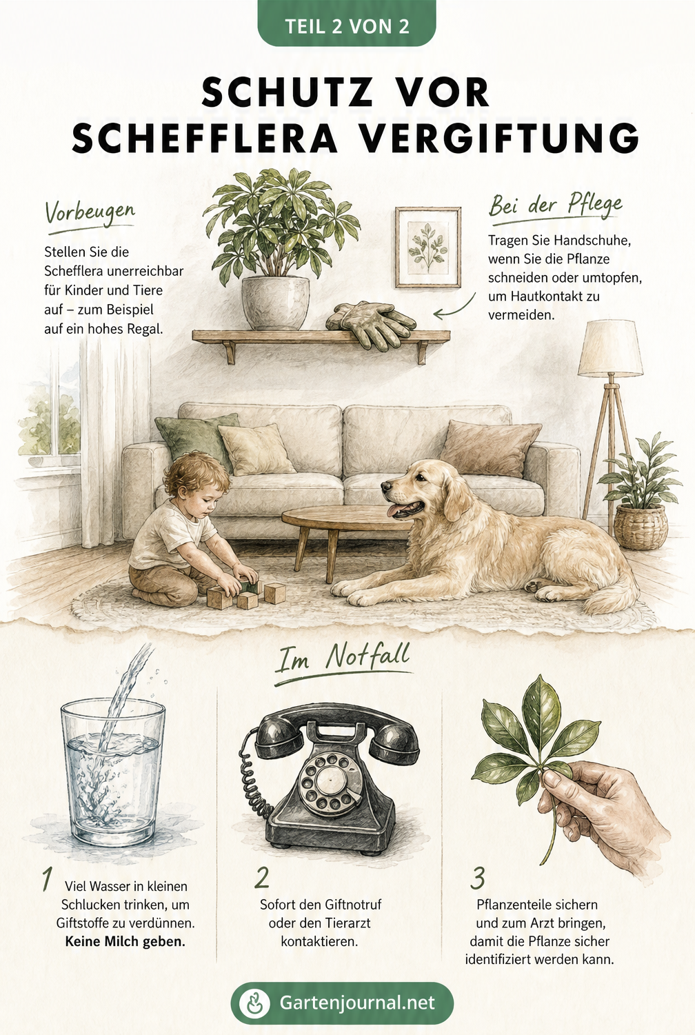 Illustration zur Prävention und Ersten Hilfe bei Schefflera-Vergiftung mit sicherem Standort, Handschuhen und Notfallmaßnahmen