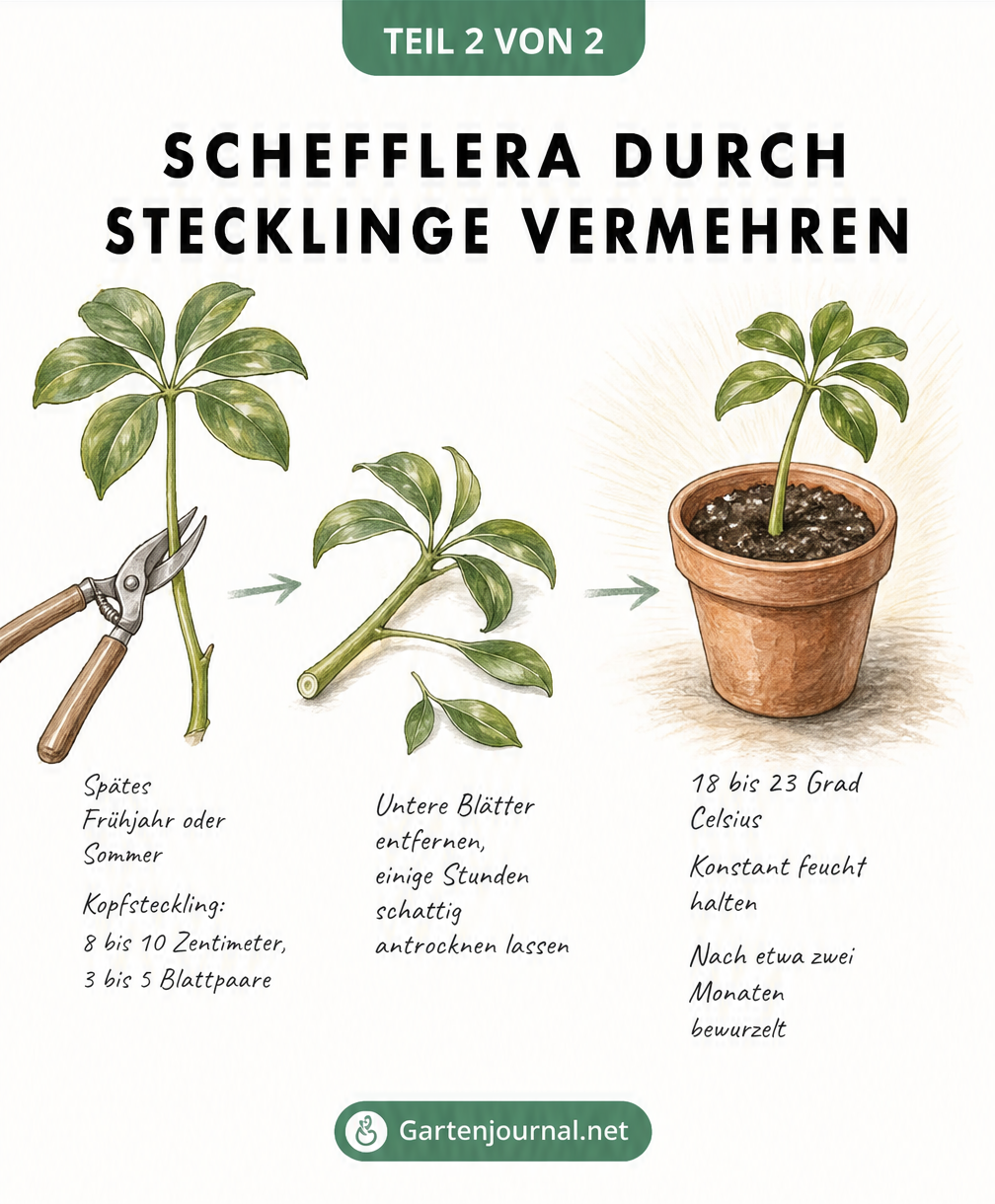 Illustration zur Vermehrung einer Schefflera durch Kopfstecklinge in drei Schritten