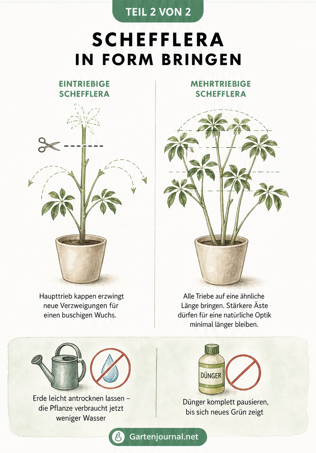 Illustration einer eintriebigen und mehrtriebigen Schefflera mit Schnittmarkierungen und Pflegehinweisen