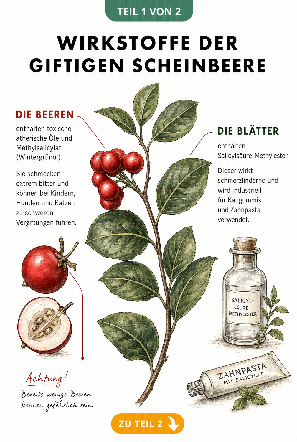Botanische Illustration eines Scheinbeeren-Zweigs mit roten Beeren und grünen Blättern, die die giftigen und nutzbaren Inhaltsstoffe erklärt.