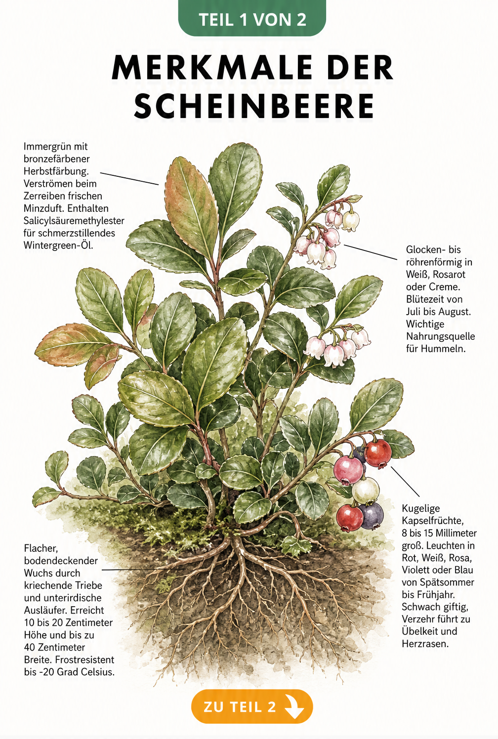 Botanische Illustration der Scheinbeere mit Wurzelwerk, Trieben, Blättern, Blüten und Beeren