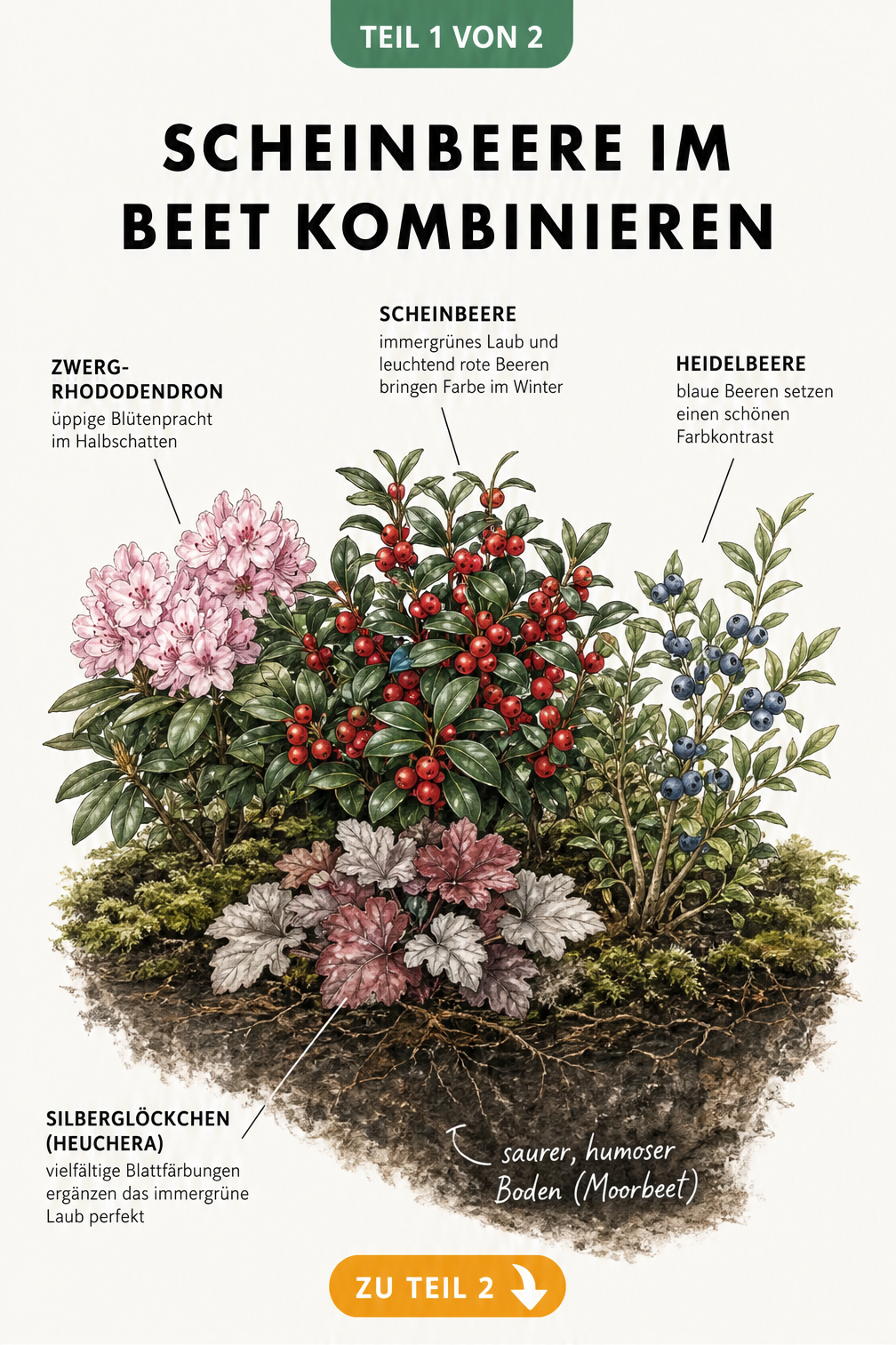 Botanische Illustration eines Moorbeets mit Scheinbeere, Zwergrhododendron, Heidelbeere und Silberglöckchen