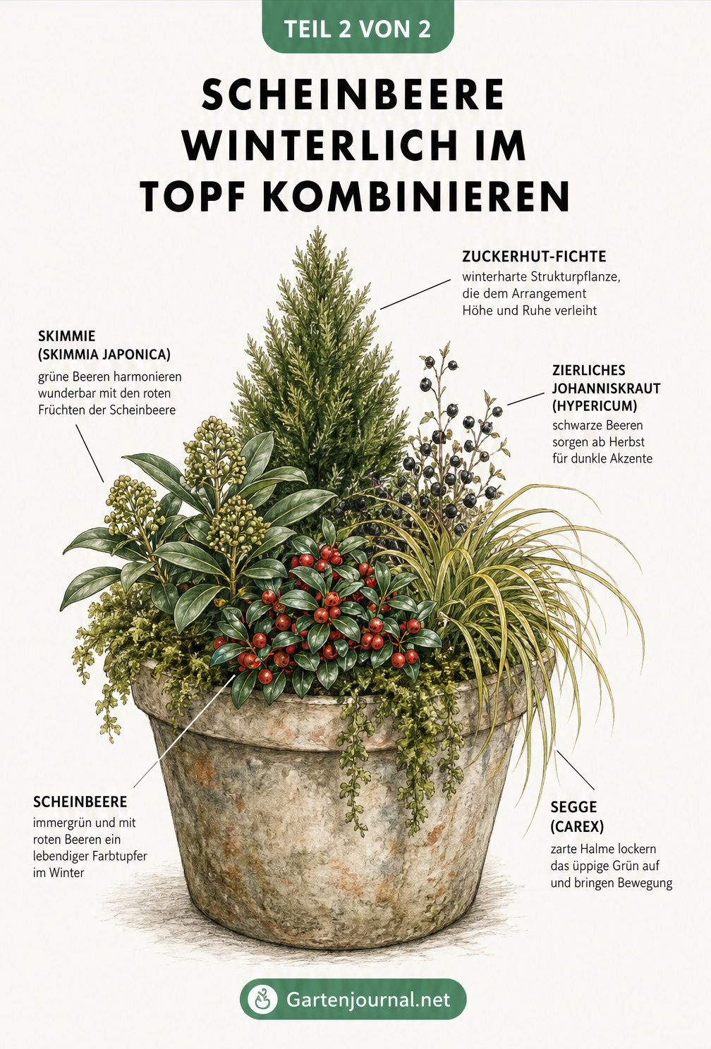 Illustration eines winterlichen Pflanzkübels mit Scheinbeere, Zuckerhut-Fichte, Skimmie, Segge und Johanniskraut