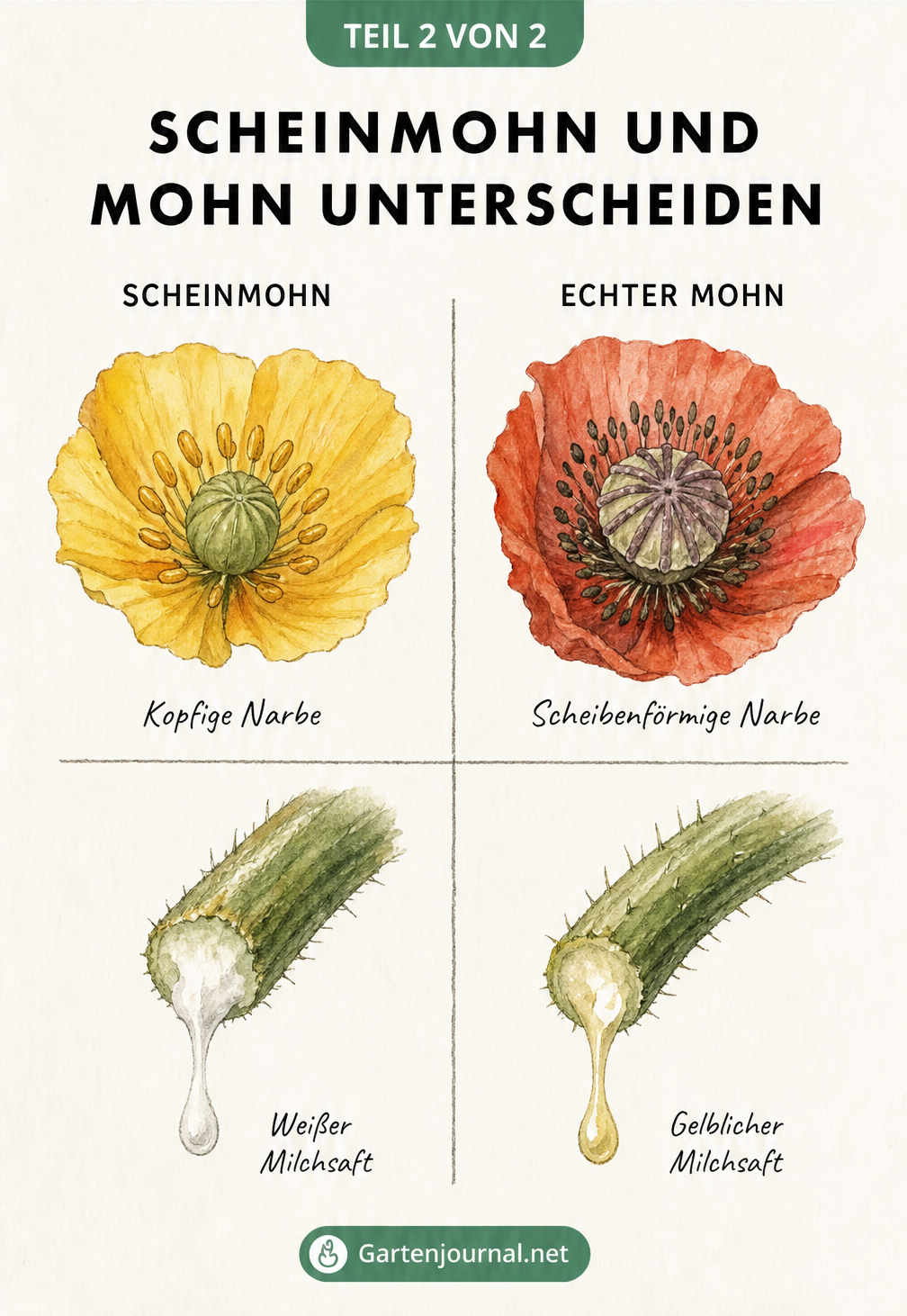 Gegenüberstellung von Scheinmohn und echtem Mohn mit Fokus auf Narbenform und Milchsaft