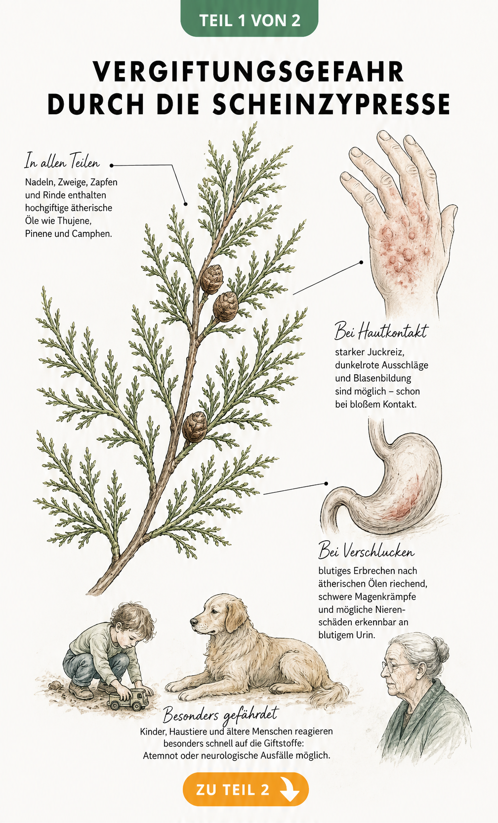 Botanische Illustration eines Scheinzypressen-Zweigs mit Hinweisen auf giftige Pflanzenteile und Symptome wie Hautreizungen und Magenkrämpfe