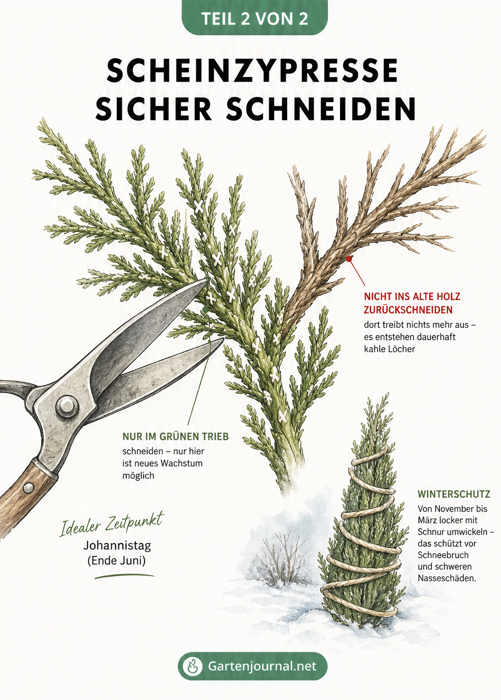 Nahaufnahme eines Scheinzypressen-Zweiges mit Gartenschere, die im grünen Trieb ansetzt