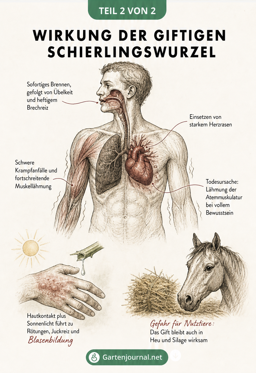 Anatomische Darstellung der giftigen Wirkung von Coniin auf den menschlichen Körper, von Übelkeit bis zur Atemlähmung