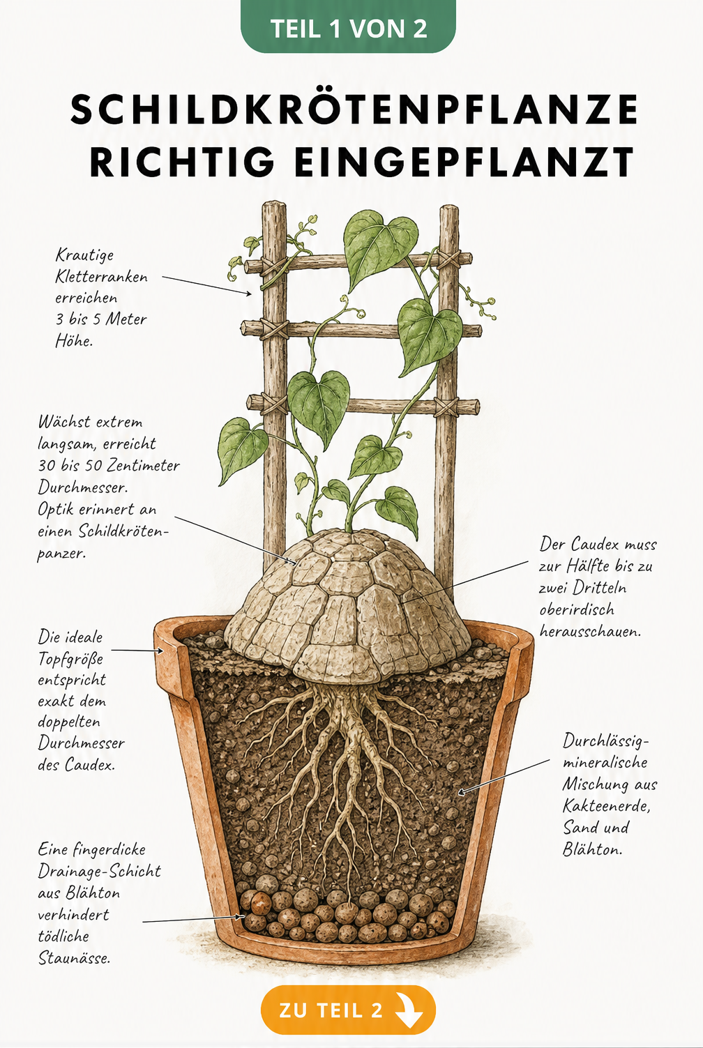 Botanische Querschnitt-Illustration einer Schildkrötenpflanze im Tontopf mit Caudex, Wurzeln und Ranken am Holzspalier