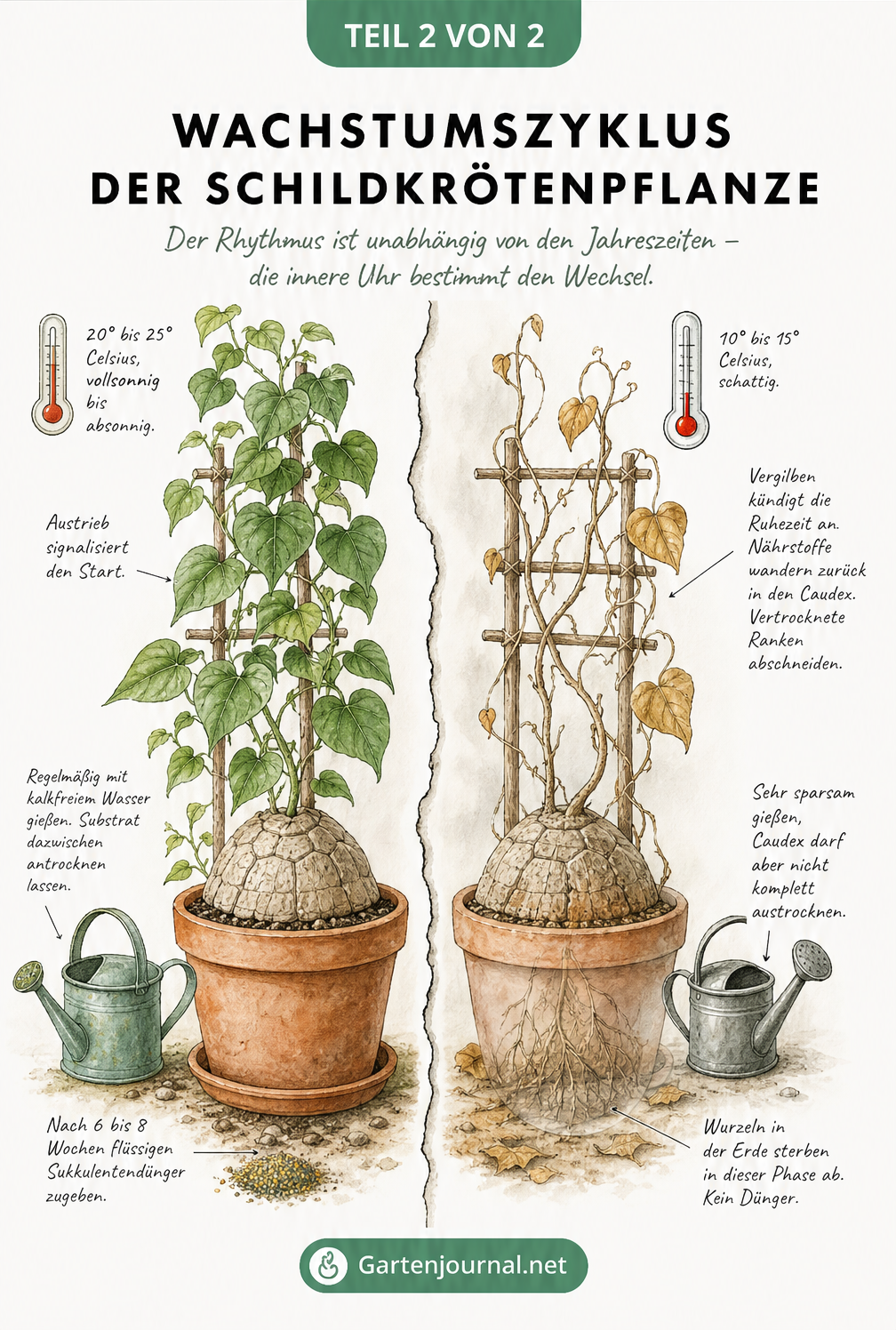 Illustration des Wachstumszyklus der Schildkrötenpflanze mit Gegenüberstellung von grüner Wachstumsphase und kahler Ruhephase