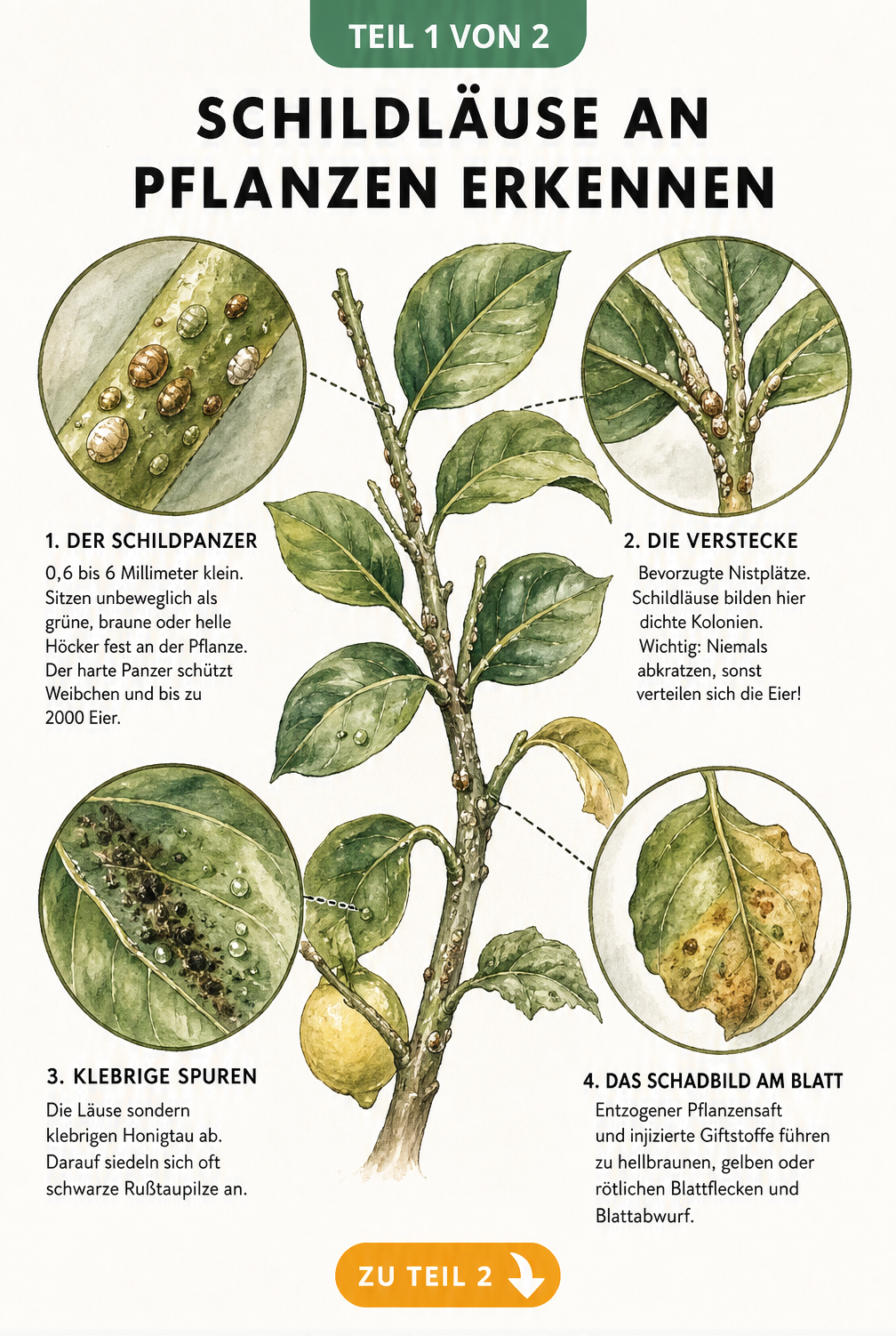 Illustration eines Zweiges mit Schildläusen, Verstecken, klebrigen Spuren und Schadbild am Blatt