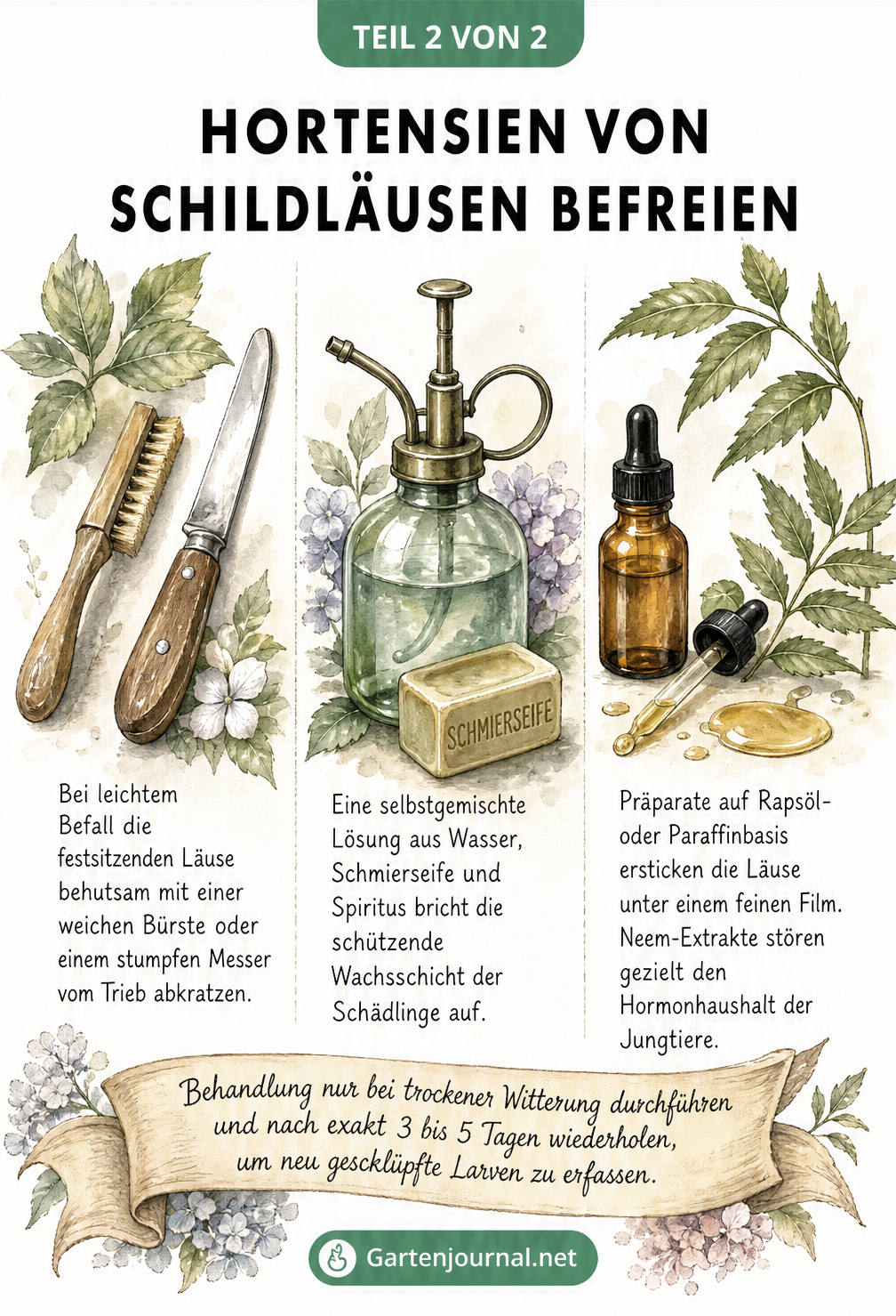 Illustration von Hausmitteln gegen Schildläuse: Zahnbürste, Sprühflasche mit Schmierseife und Neemöl