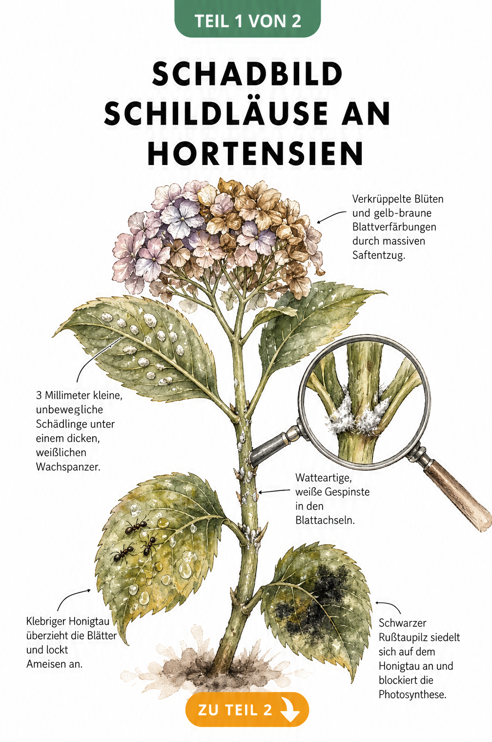 Botanische Illustration einer Hortensie mit Schildlaus-Befall, Honigtau und Rußtaupilz