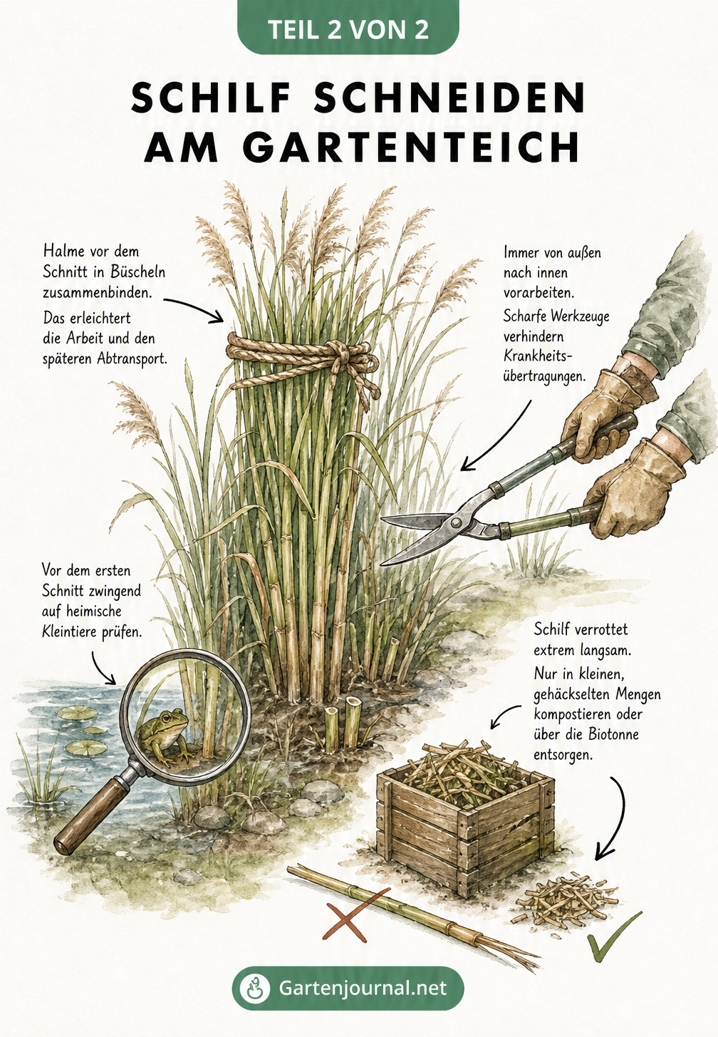 Skizze eines Gartenteichufers, die das Zusammenbinden, Prüfen auf Kleintiere, Schneiden und Kompostieren von Schilf zeigt.