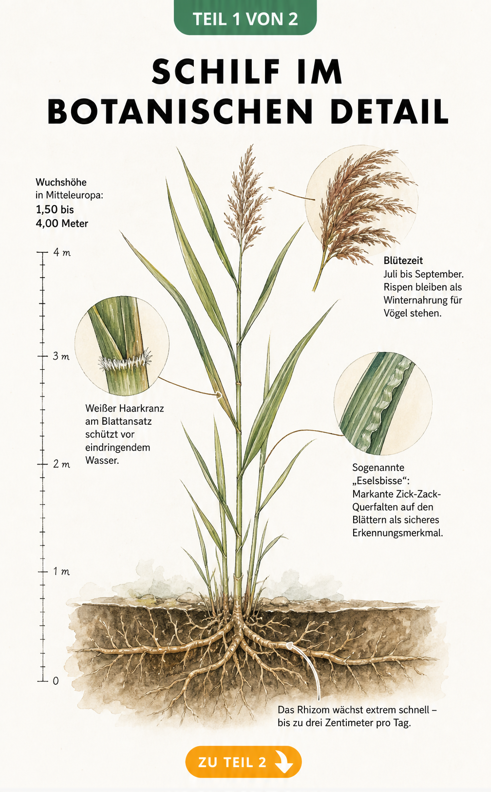 Botanische Zeichnung einer Schilfpflanze mit Details zu Wurzeln, Blättern und Blüte