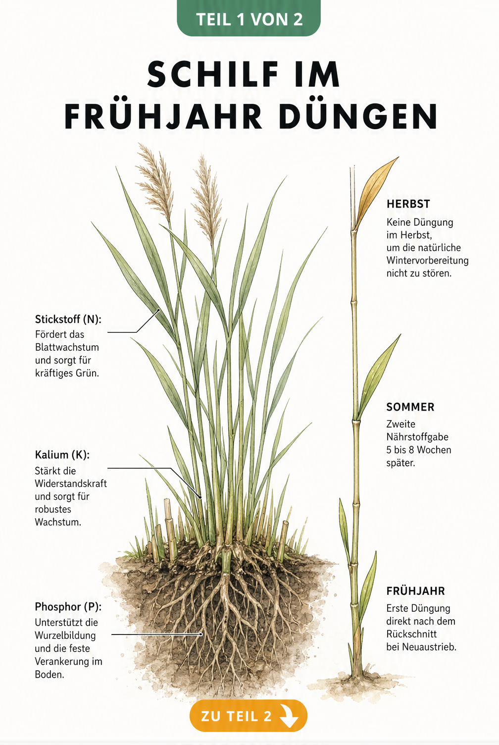 Botanische Illustration einer Schilfpflanze mit Wurzelballen, die den Nährstoffbedarf von Stickstoff, Kalium und Phosphor sowie den Düngezeitpunkt im Frühjahr...