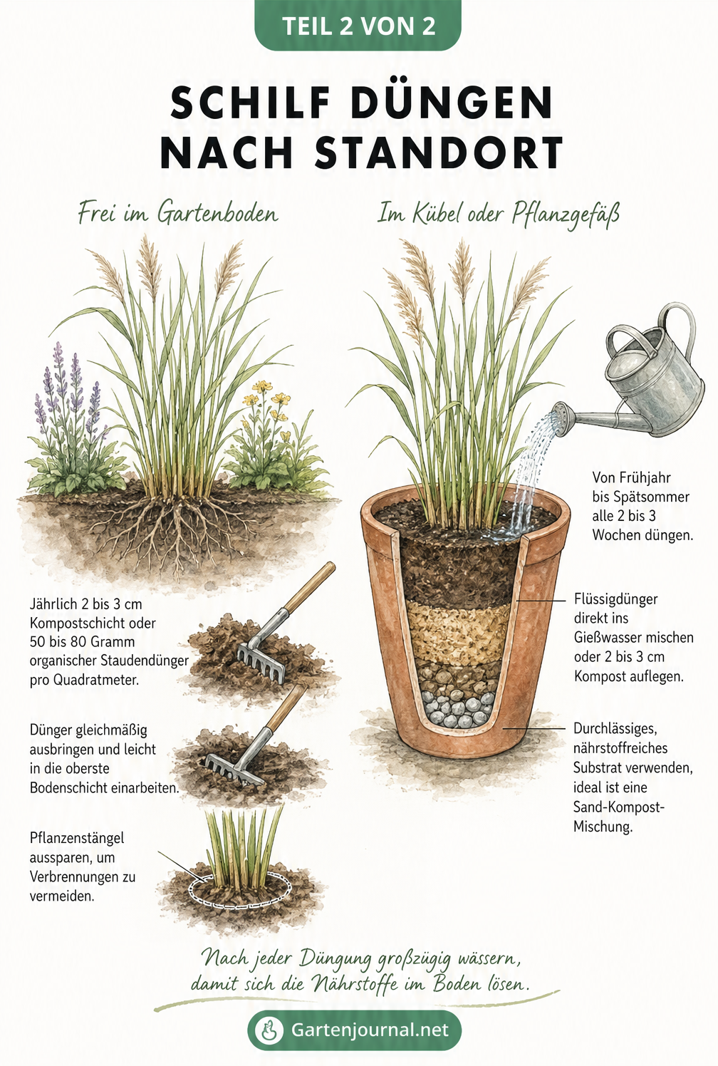 Zweigeteilte Illustration von Schilf im Gartenbeet und im Terracotta-Kübel mit Hinweisen zur Düngung und Pflege je nach Standort.