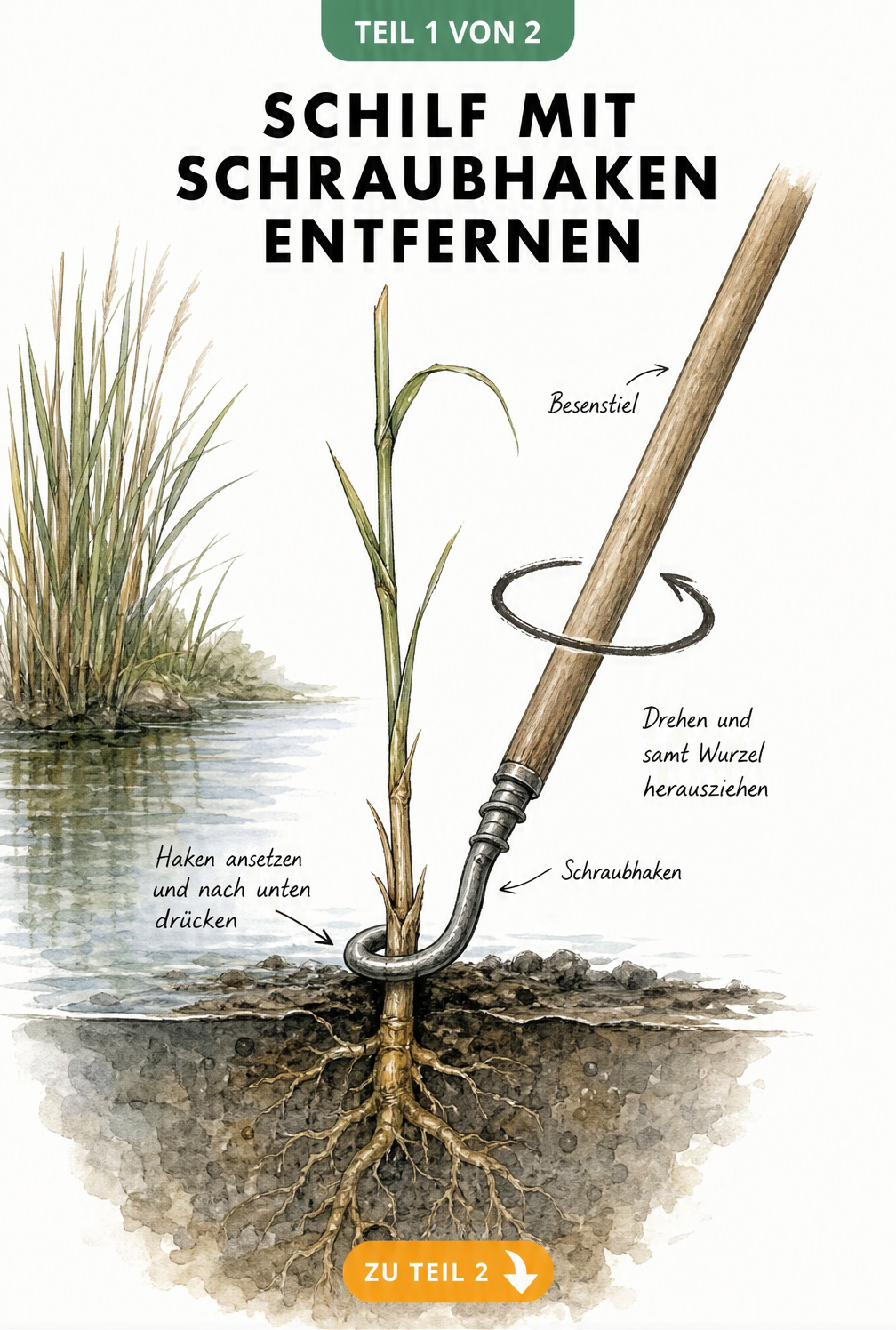Botanische Skizze: Schilfhalm mit einem Schraubhaken an einem Besenstiel aus dem Schlamm drehen