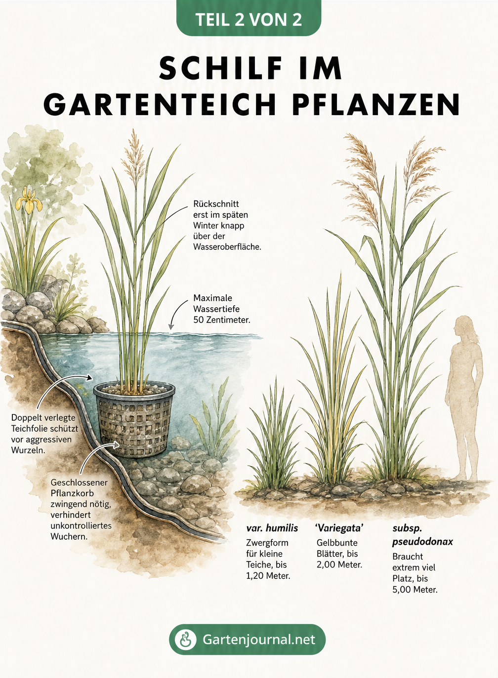 Querschnitt eines Gartenteichs mit Schilf im Pflanzkorb und Größenvergleich verschiedener Sorten