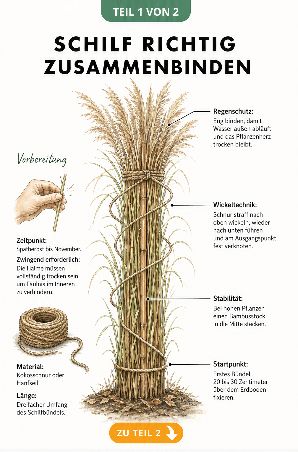 Illustration einer Schilfpflanze, die mit Kokosschnur zusammengebunden wird, um sie vor Winterfeuchtigkeit zu schützen.