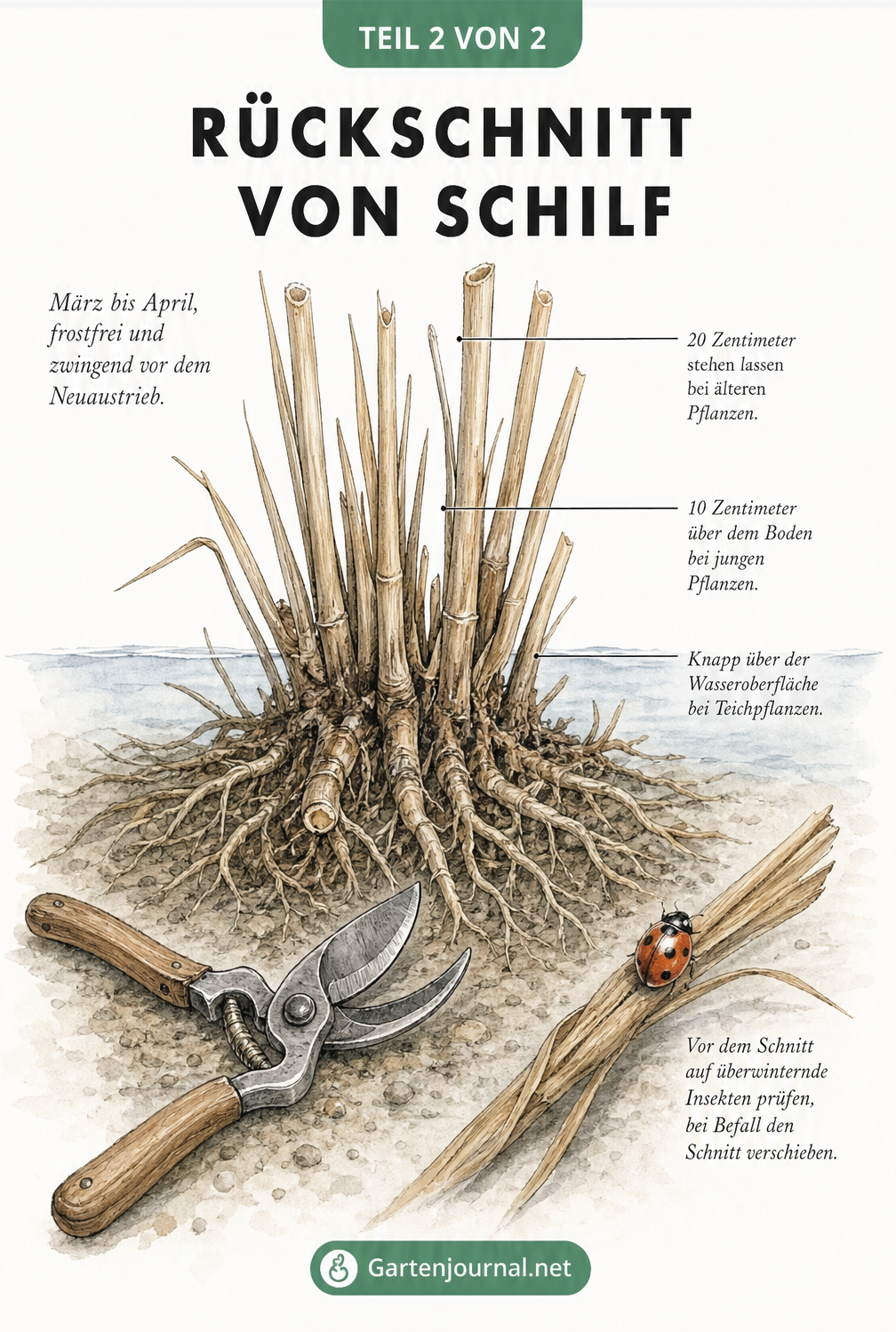 Illustration zum Rückschnitt von Schilf im Frühjahr mit Schnitthöhen