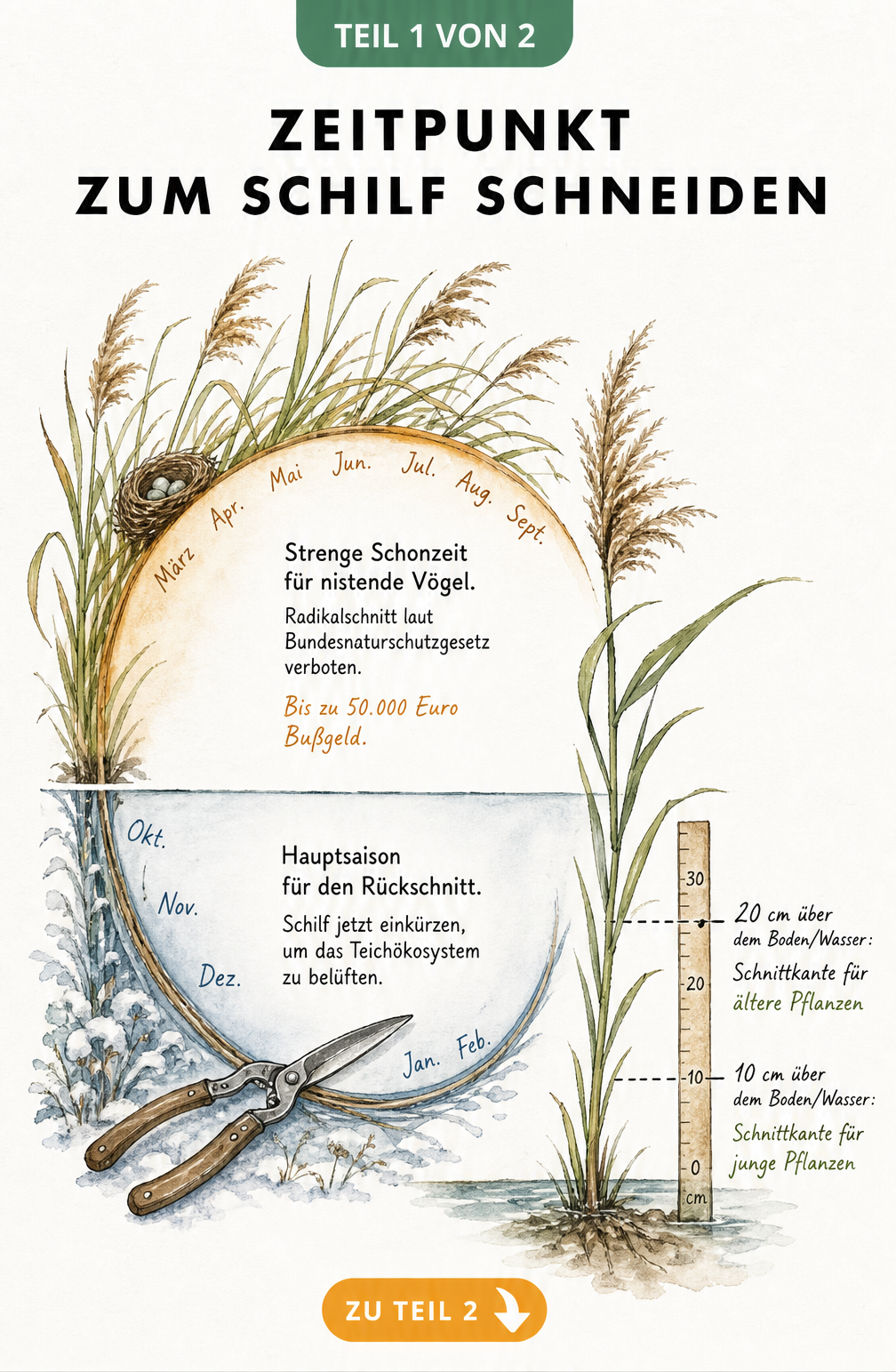 Botanische Illustration eines Jahreskreises, der die Schonzeit und Hauptsaison zum Schilf schneiden zeigt, inklusive Schnitthöhen.