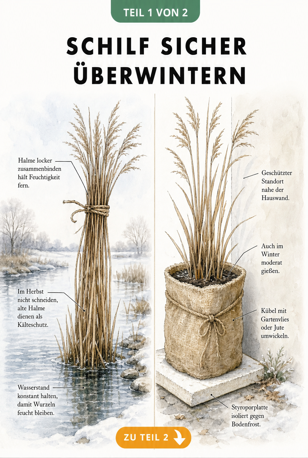 Illustration von Schilf im Teich und im Kübel mit Tipps zum Überwintern