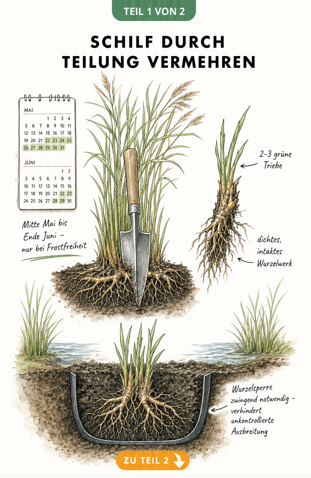 Botanische Querschnitt-Illustration eines Schilf-Wurzelstocks im Erdreich, der mit einem Spaten vertikal durchtrennt wird, inklusive Wurzelsegment mit Trieben...