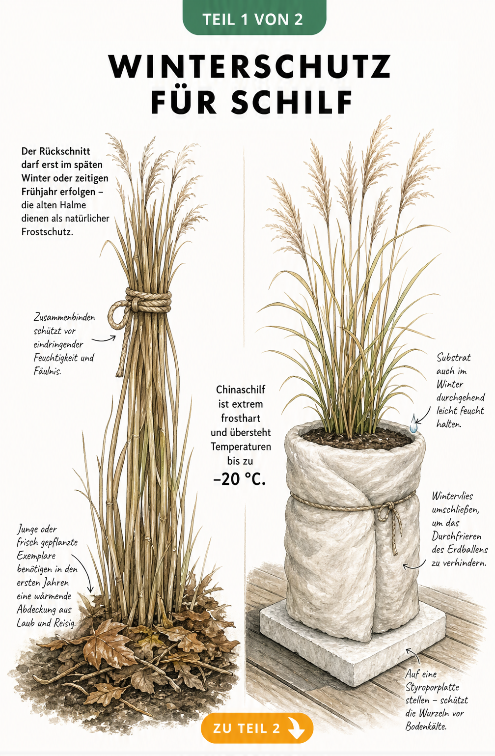 Illustration eines Schilfs im Gartenbeet mit zusammengebundenen Halmen und Laubabdeckung sowie eines Zwergschilfs im Kübel mit Wintervlies und Styroporplatte