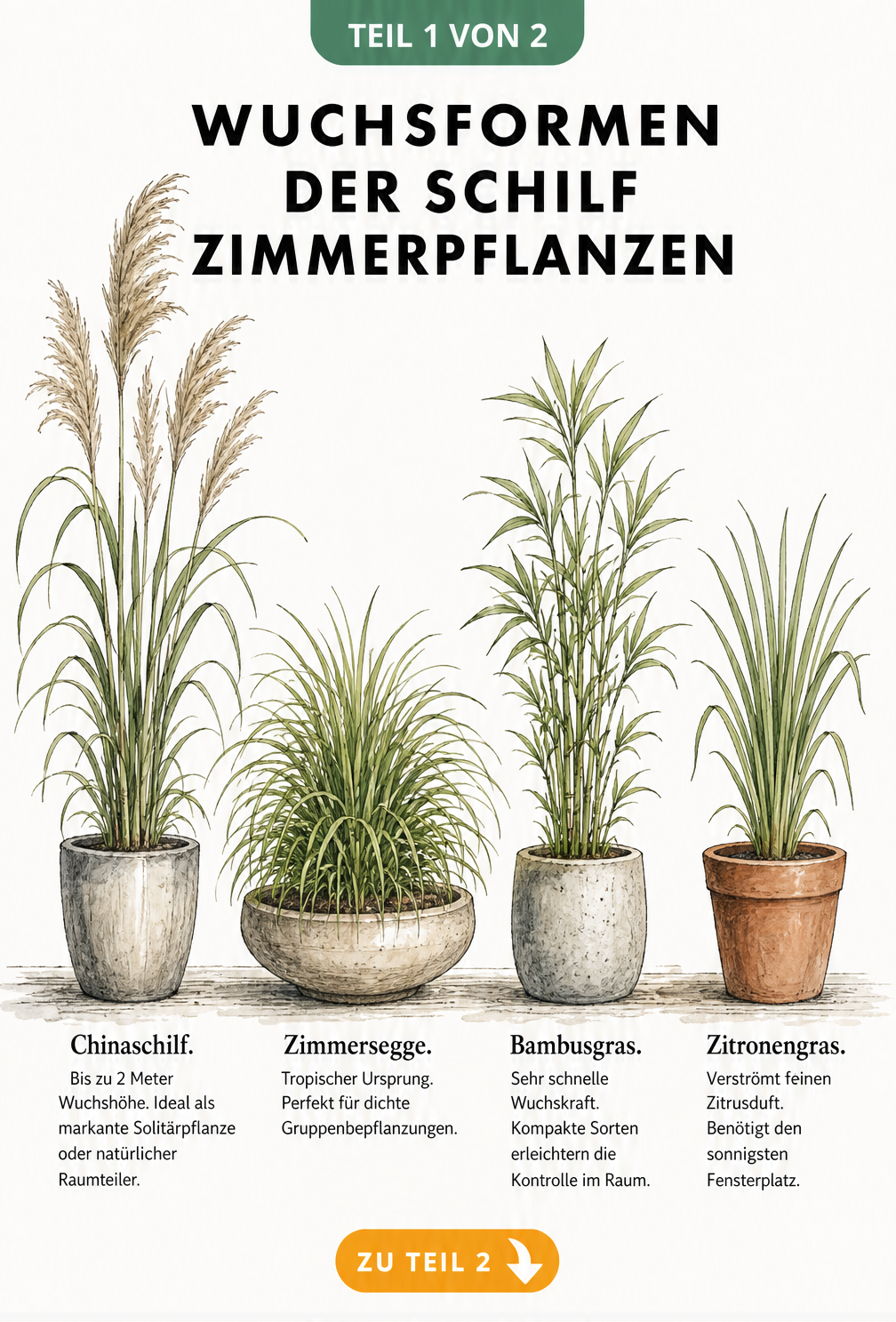 Illustration von vier Schilf-Zimmerpflanzen: Chinaschilf, Zimmersegge, Bambusgras und Zitronengras in Pflanzgefäßen