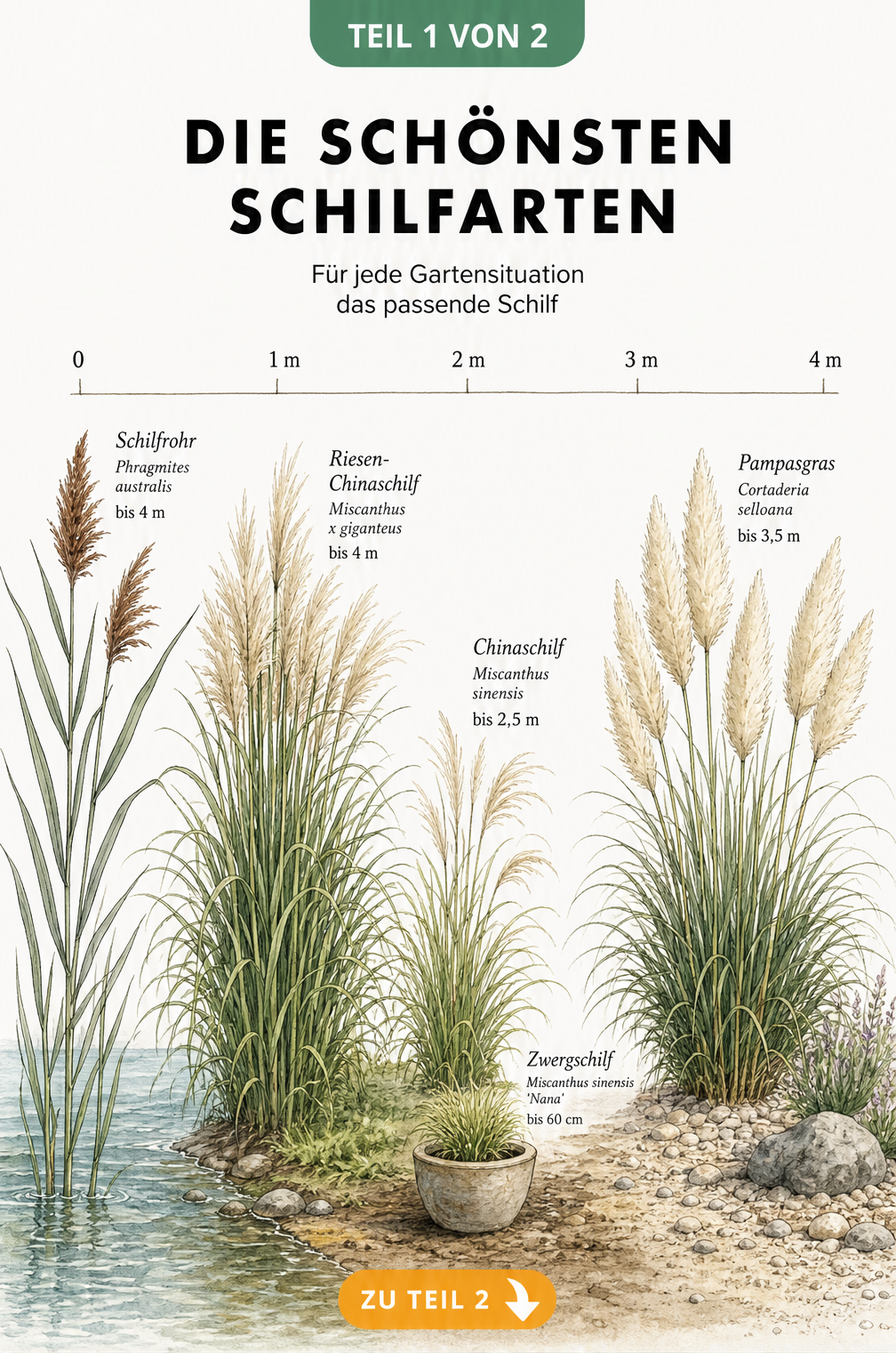 Illustration von fünf Schilfarten im Garten, vom Wasser bis zum trockenen Kiesbeet, mit Wuchshöhen und botanischen Namen.