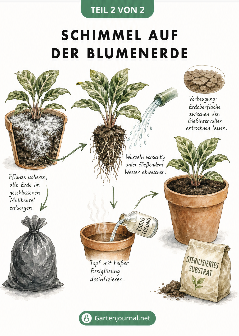 Illustration einer Zimmerpflanze, die zeigt, wie man schimmelige Erde entfernt, die Wurzeln wäscht und den Topf desinfiziert.