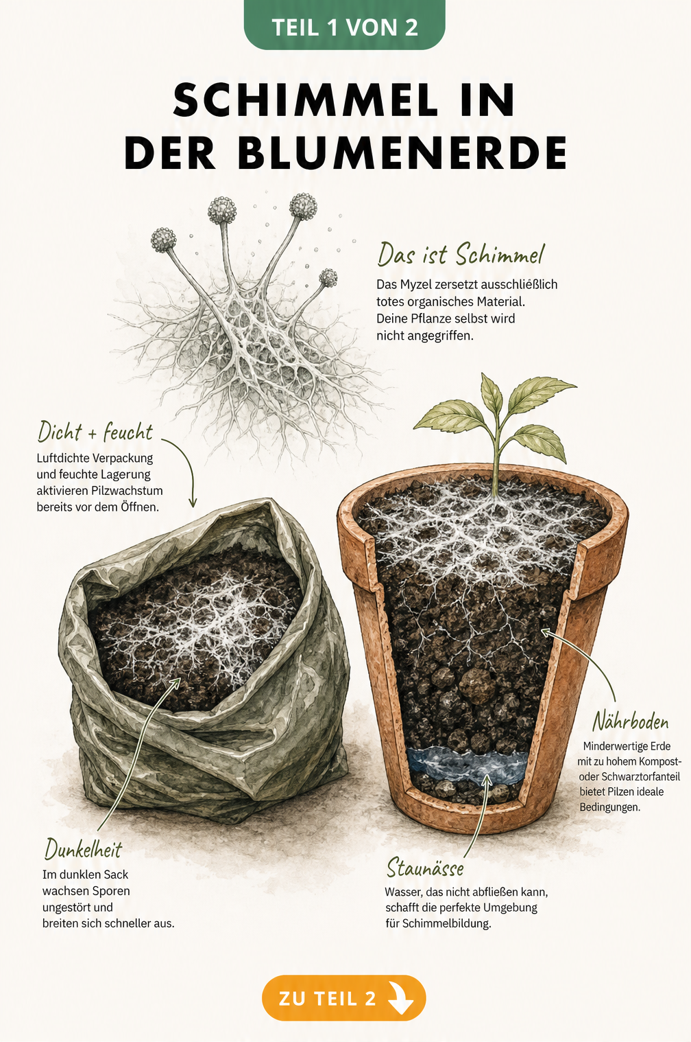 Botanische Schnittgrafik zeigt Schimmel in Blumenerde im Erdsack und Pflanztopf mit Ursachen wie Staunässe und luftdichter Verpackung