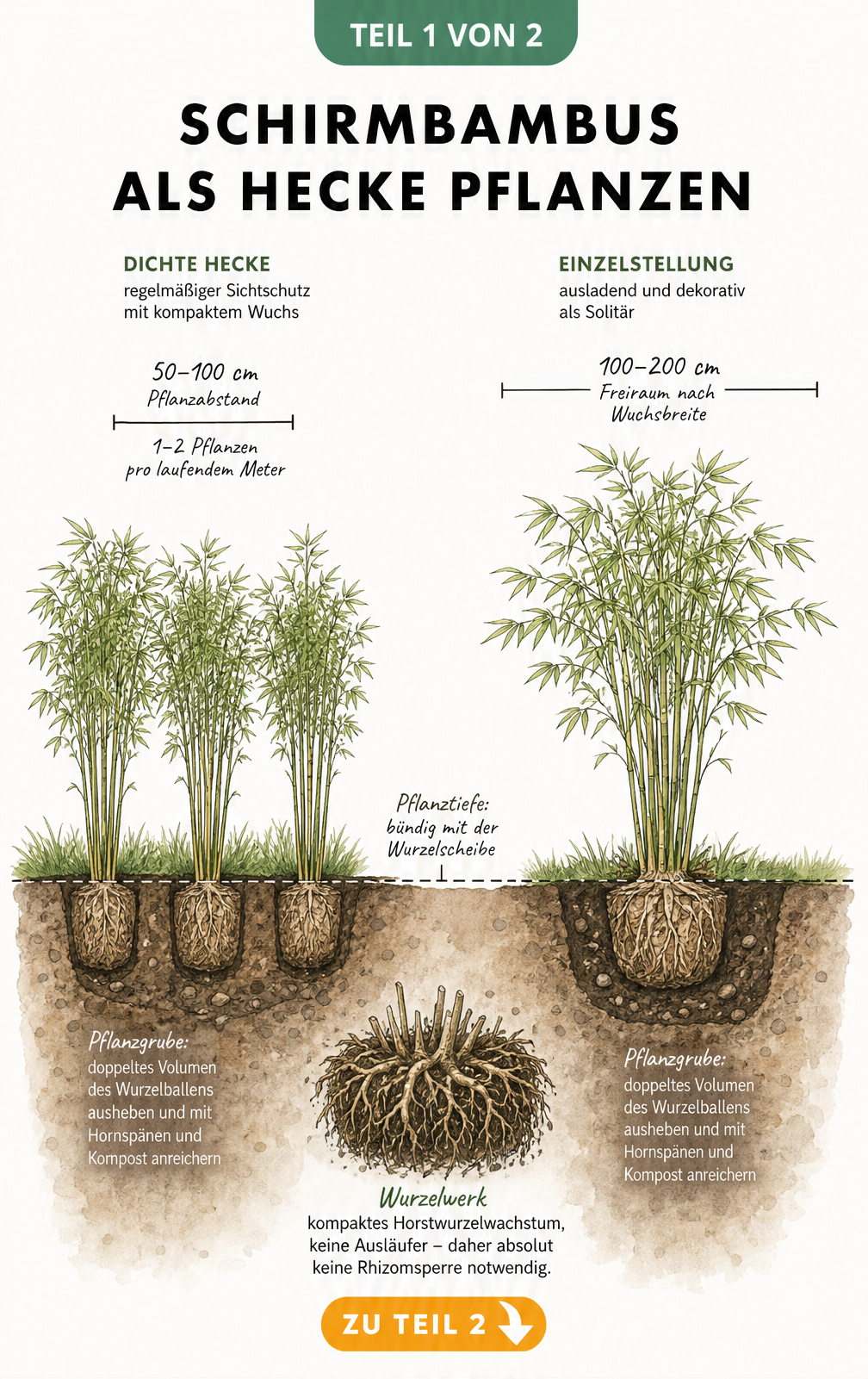Illustration eines Schirmbambus als Hecke und Einzelpflanze mit Pflanzabständen und Wurzelballen im Querschnitt