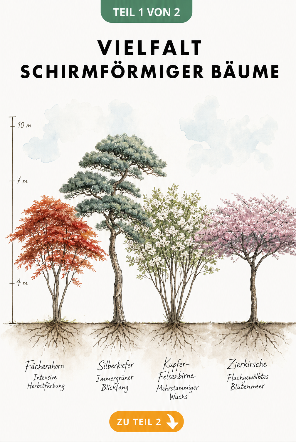 Botanische Illustration von vier schirmförmigen Bäumen: Fächerahorn, Silberkiefer, Kupfer-Felsenbirne und Zierkirsche mit Wuchshöhen.