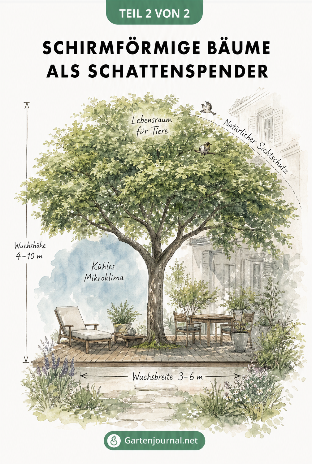 Skizze eines Gartens mit einem Eisenholzbaum, der eine Holzterrasse beschattet und als natürlicher Sichtschutz dient.