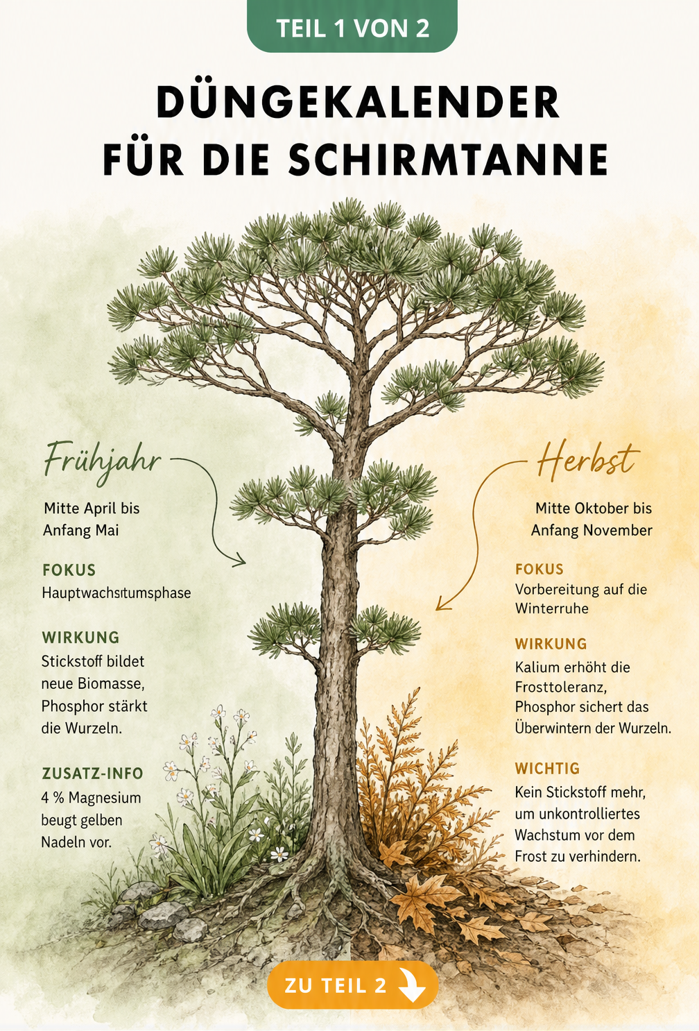 Düngekalender für die Schirmtanne mit Fokus auf Frühjahr und Herbst