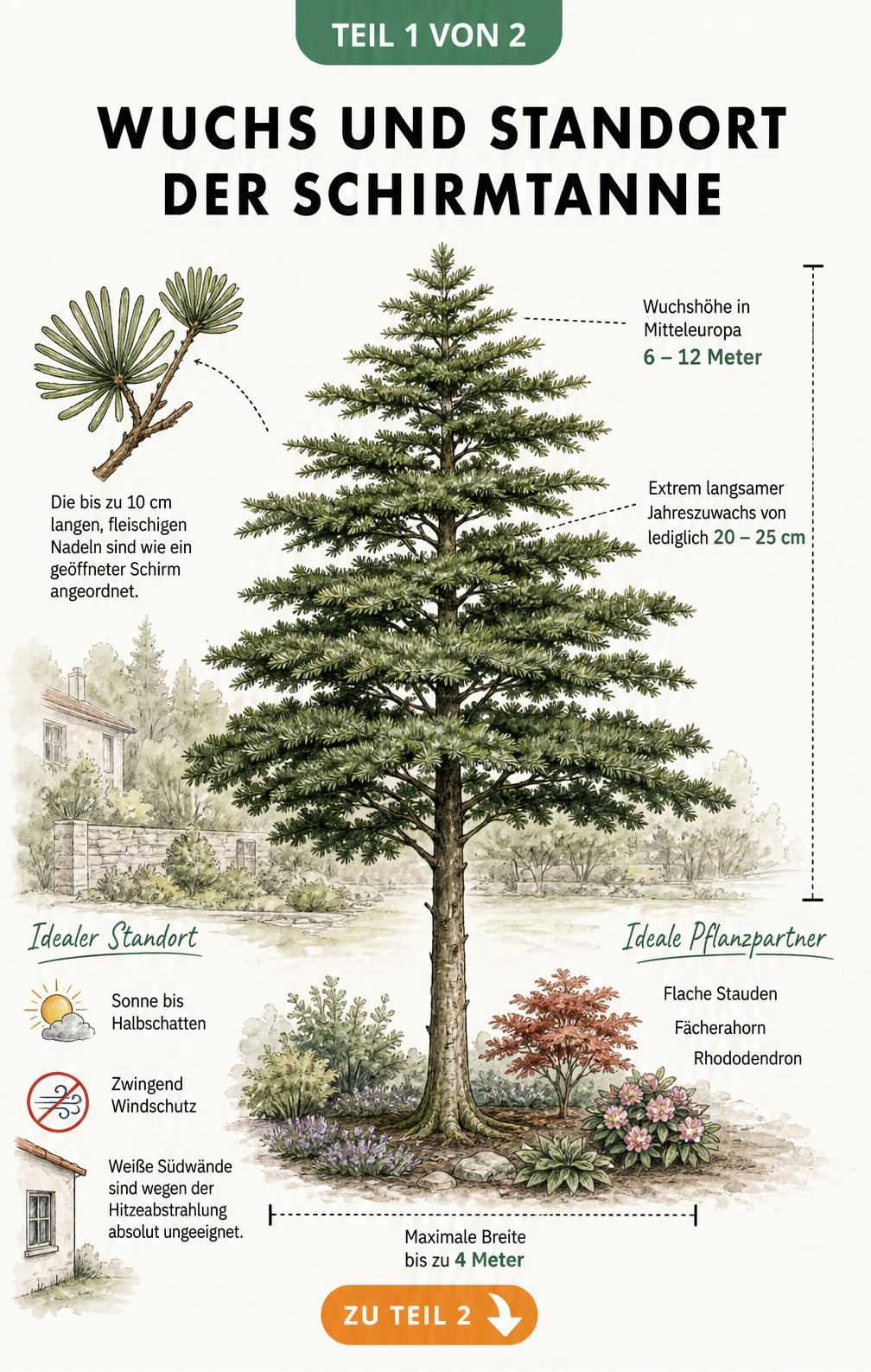 Botanische Illustration einer Schirmtanne mit Details zu Wuchshöhe, Nadeln und idealem Standort im Garten