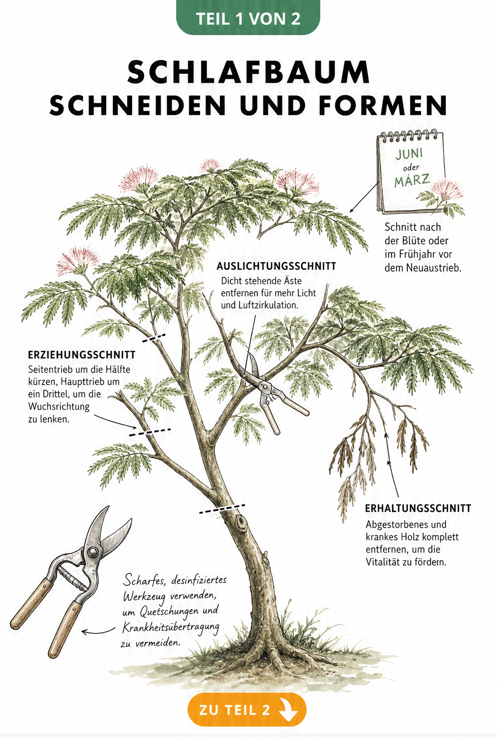 Botanische Illustration eines Schlafbaums mit Schnitttechniken, Gartenschere und Kalenderblatt