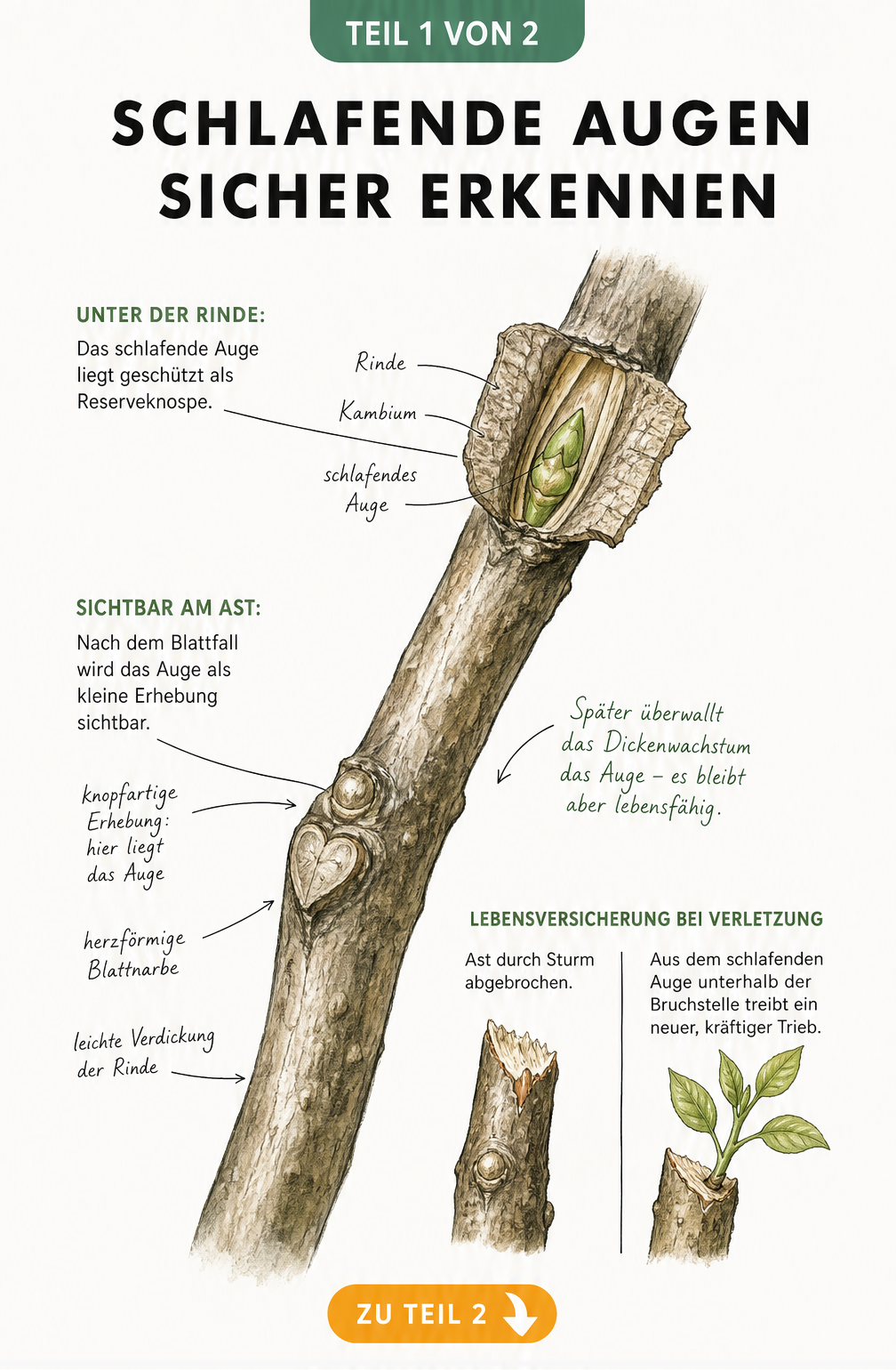 Botanische Illustration eines Astes mit schlafendem Auge, Blattnarbe und Querschnitt der Reserveknospe unter der Rinde