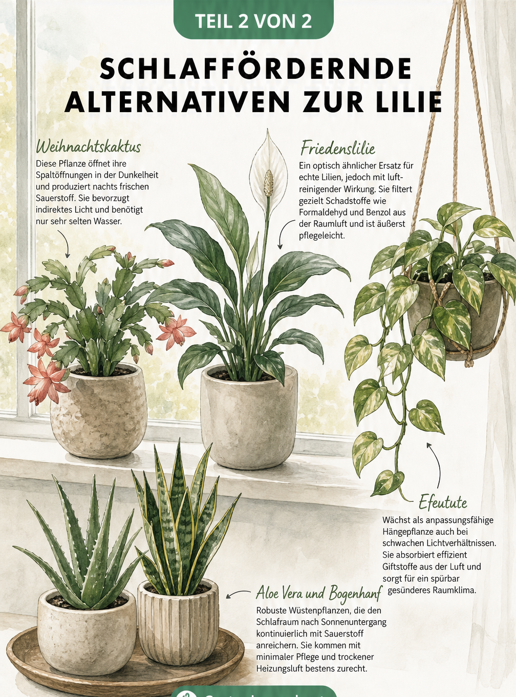 Illustration einer Fensterbank mit Weihnachtskaktus, Friedenslilie, Efeutute, Aloe Vera und Bogenhanf