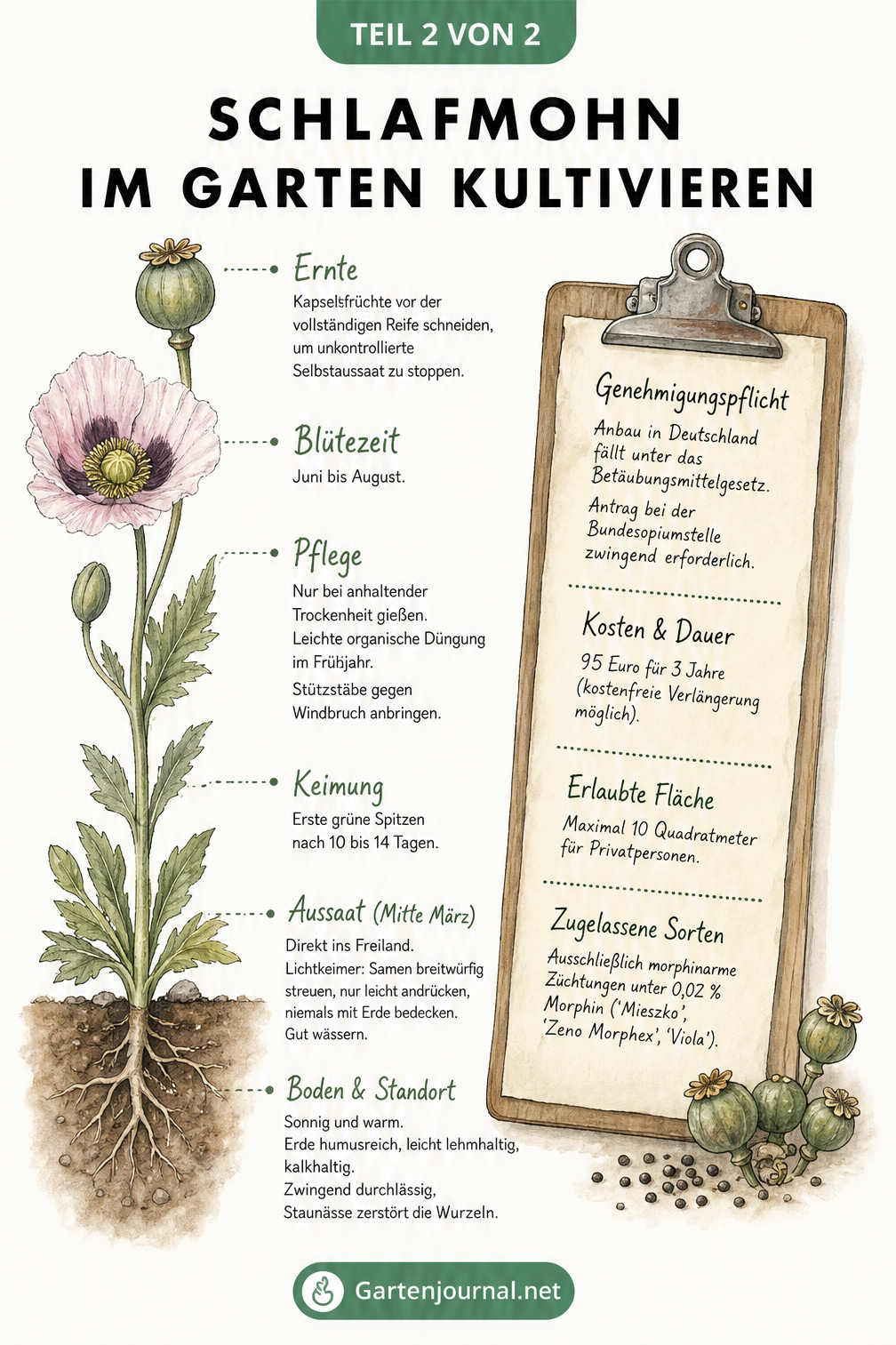 Illustrierte Zeitleiste zum Anbau von Schlafmohn, von der Aussaat bis zur Ernte, inklusive rechtlicher Hinweise