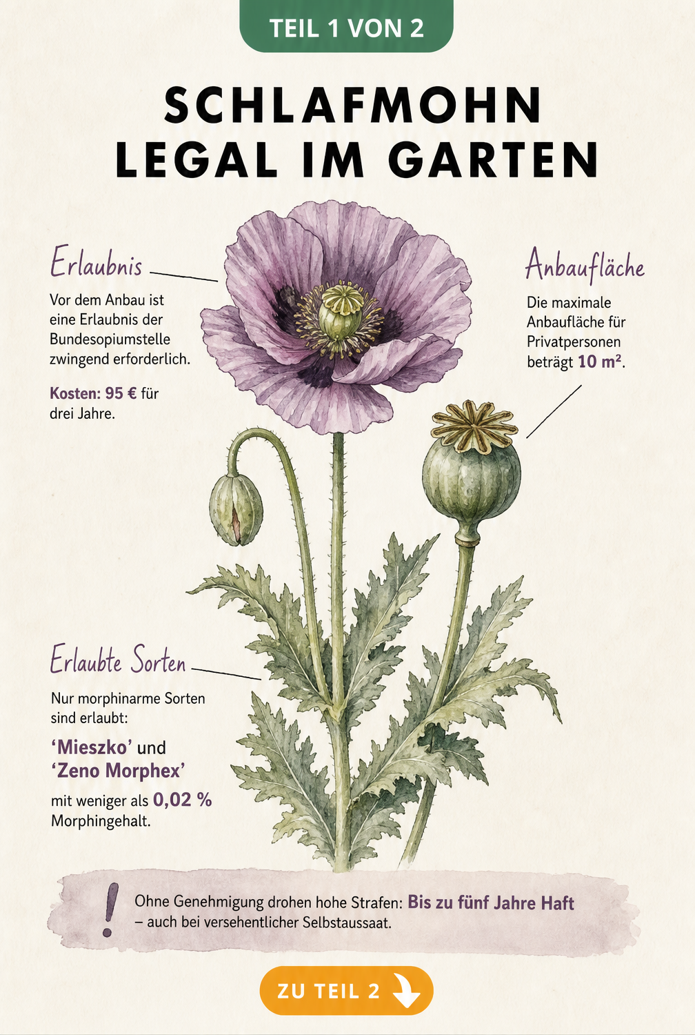 Botanische Illustration einer Schlafmohn-Pflanze mit Hinweisen zu den deutschen Anbauregeln, Erlaubnispflicht und morphinarmen Sorten