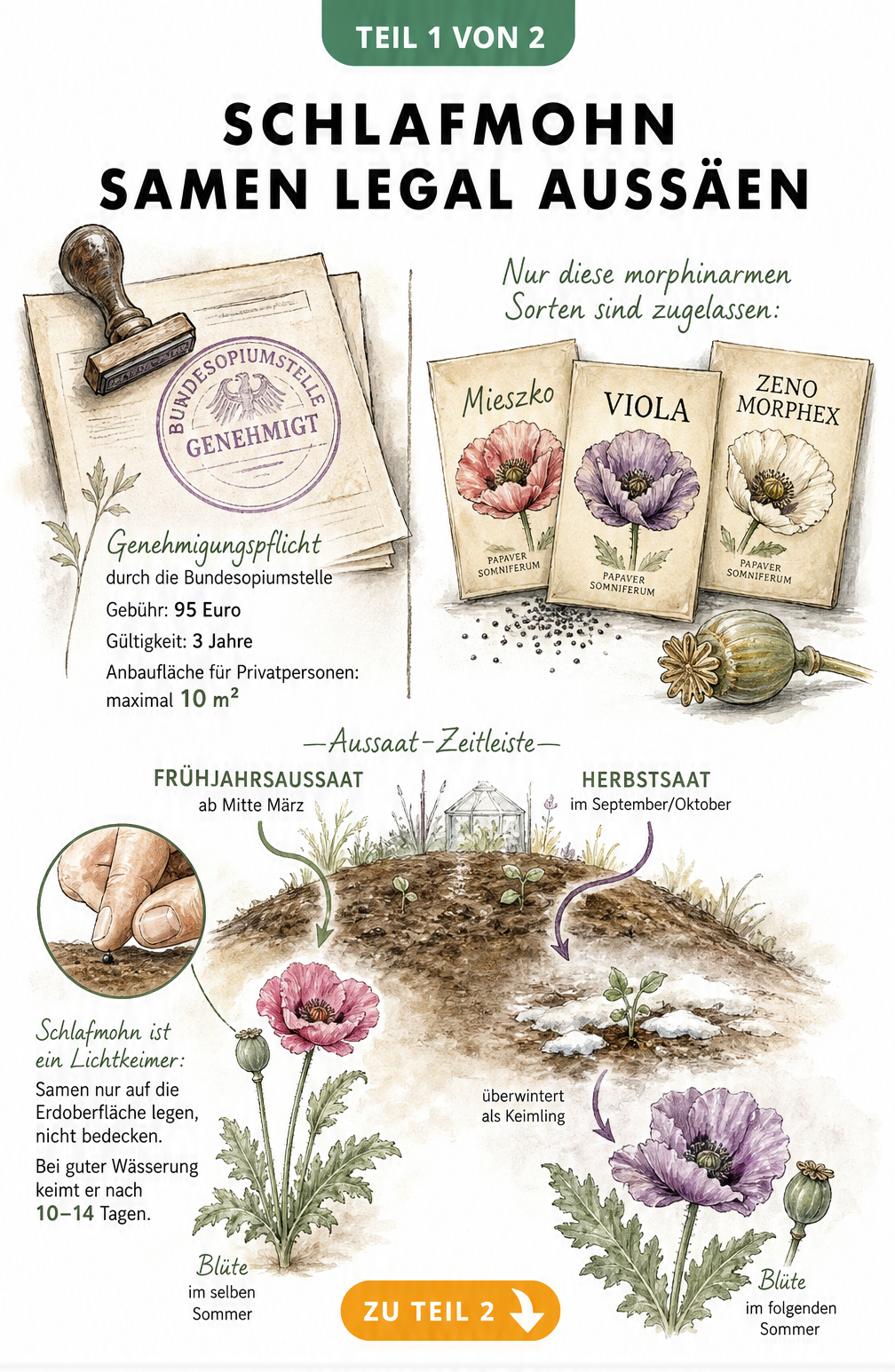 Illustration zur Aussaat von Schlafmohn mit Genehmigungspflicht, Saatguttütchen und Zeitachse für Frühjahrs- und Herbstaussaat