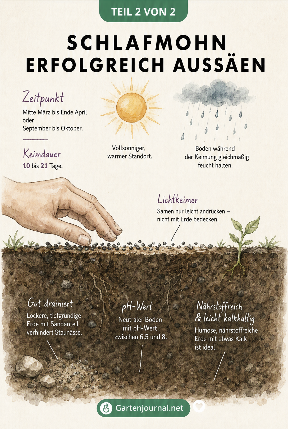 Querschnitt-Zeichnung eines Gartenbeets, die die Aussaat von Schlafmohn als Lichtkeimer auf durchlässigem Boden zeigt