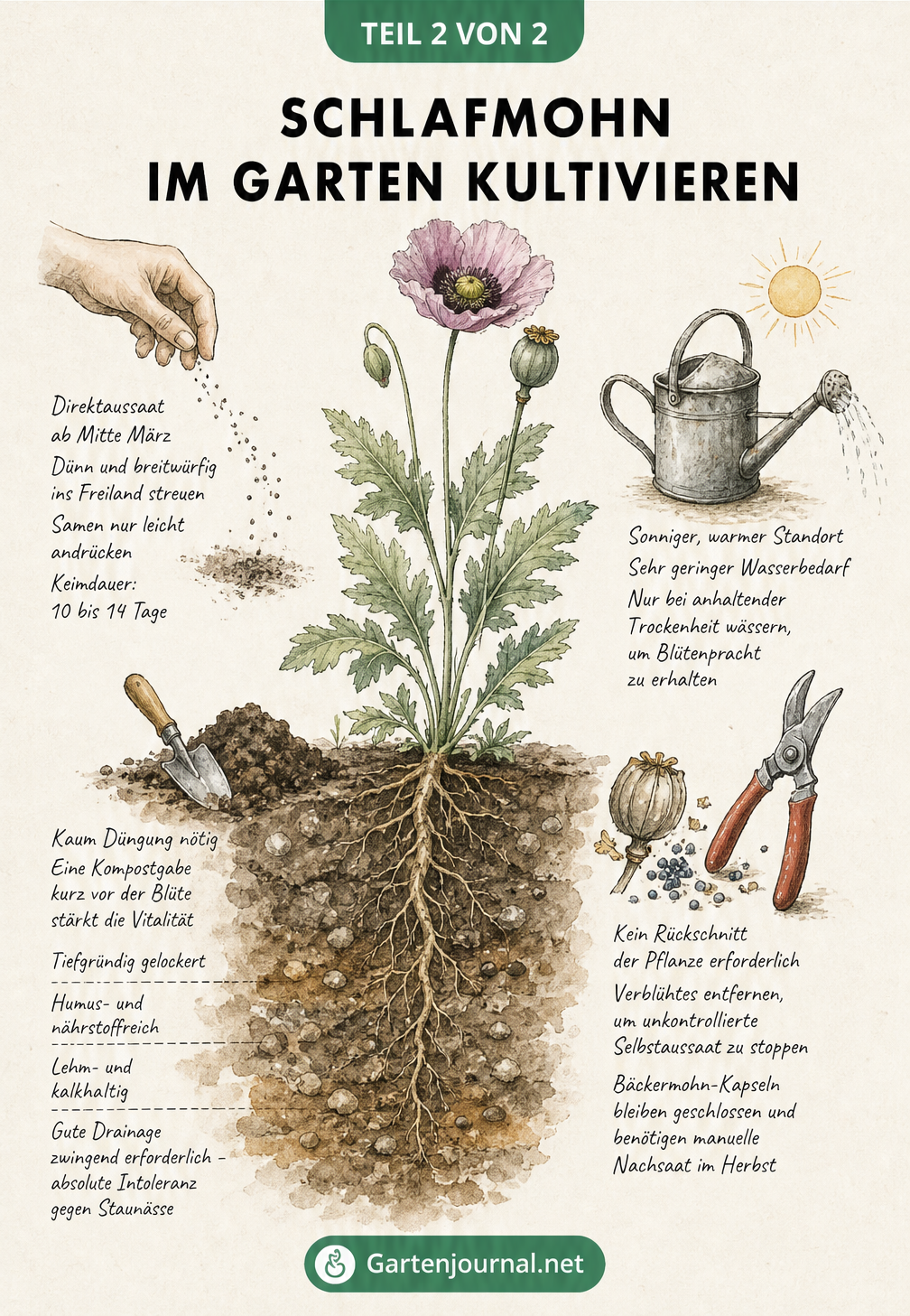 Illustration eines Erdquerschnitts mit einer heranwachsenden Schlafmohnpflanze und Pflegehinweisen zu Boden, Aussaat, Standort, Düngung und Schnitt.