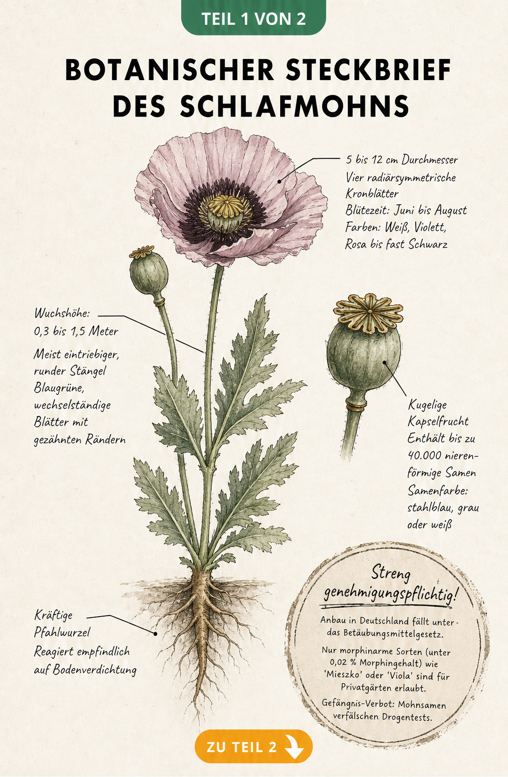 Botanische Illustration des Schlafmohns mit Details zu Blüte, Stängel, Blättern, Kapsel und Wurzel sowie rechtlichen Hinweisen zum Anbau.